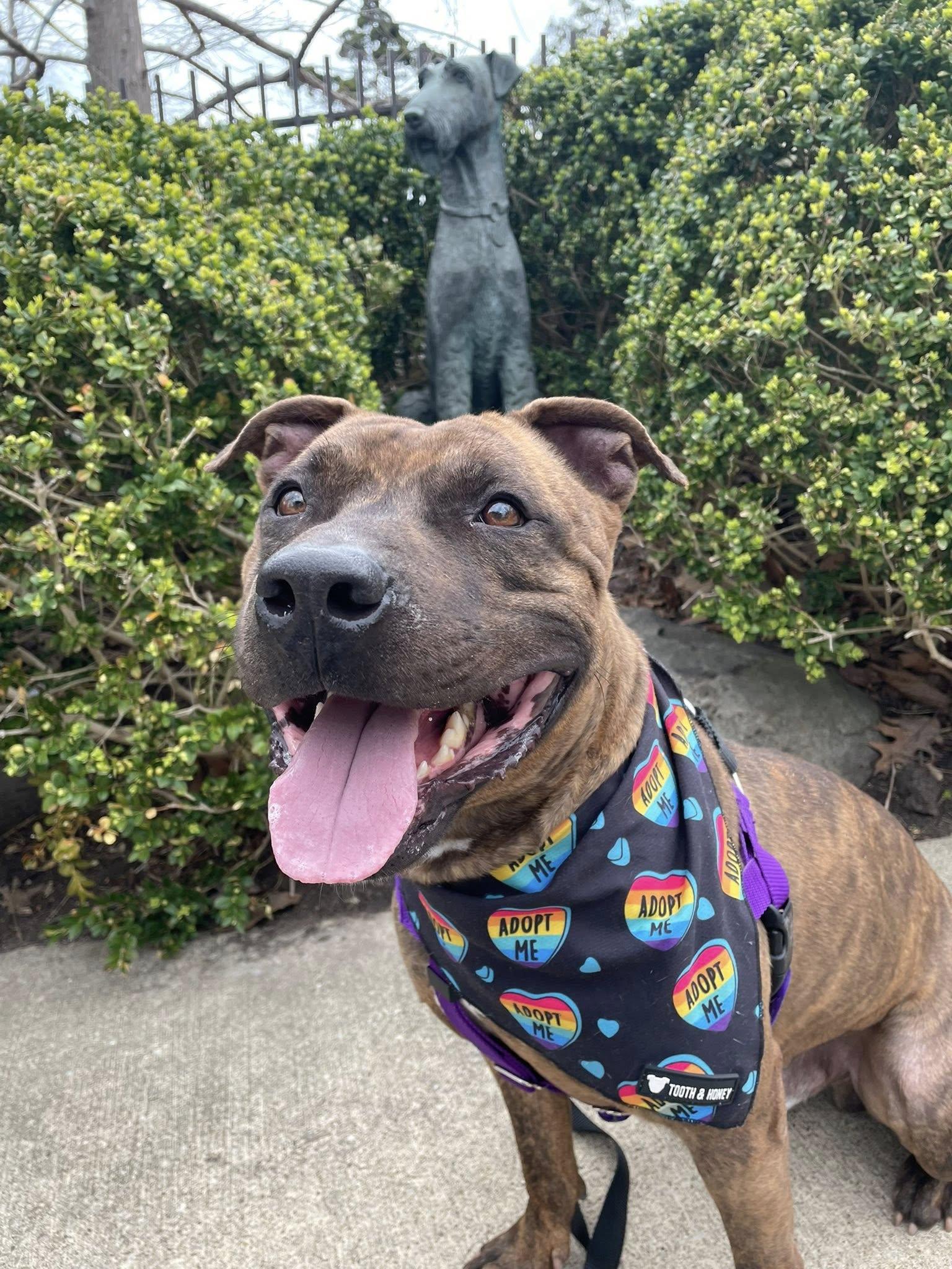 Que, ADOPTABLE, Adult Male Pit Bull Terrier.