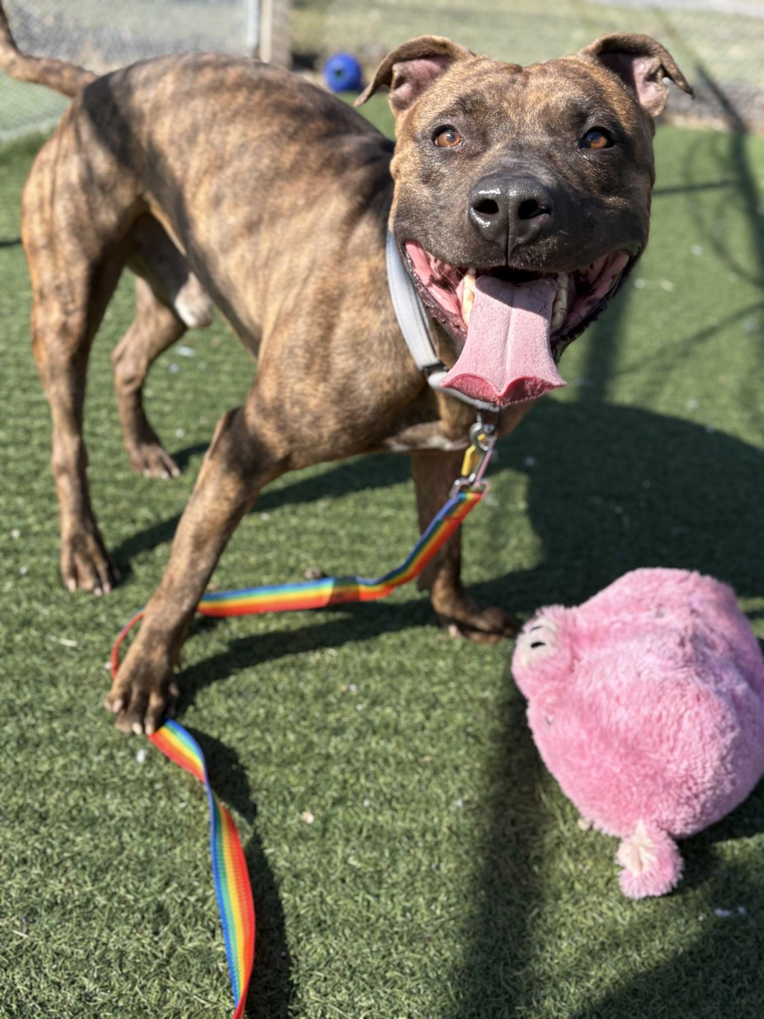 Enlarge Que, a ADOPTABLE mixed breed in Cleveland, OH image 4/6