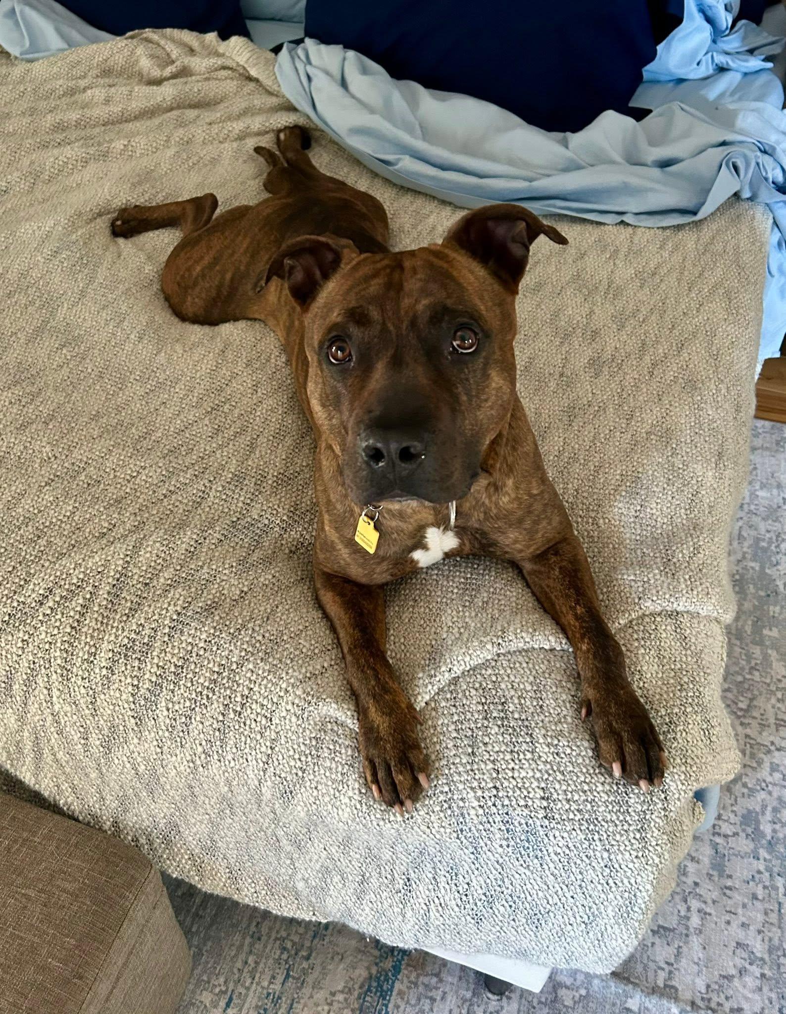 Enlarge Que, a ADOPTABLE mixed breed in Cleveland, OH image 6/6