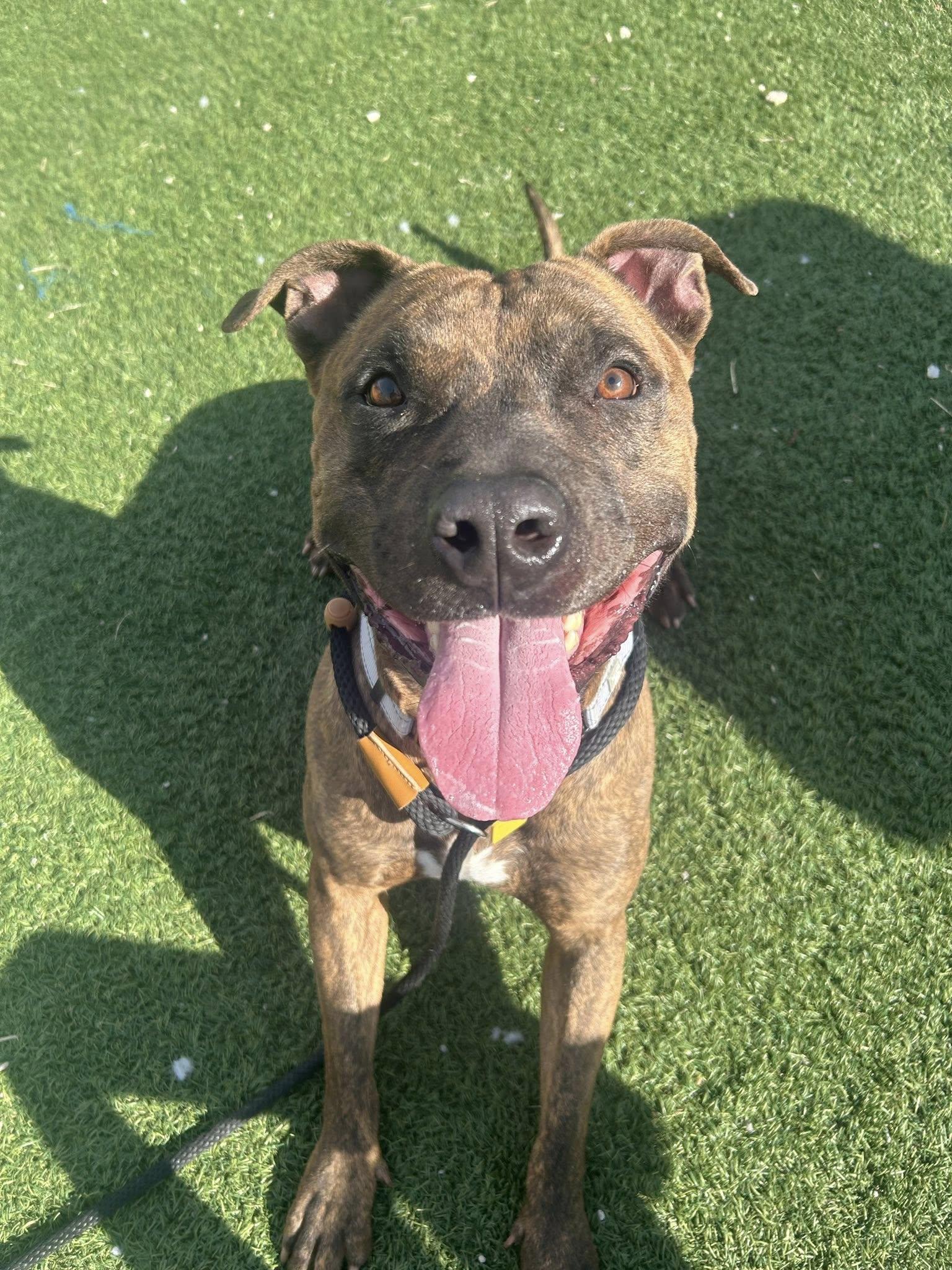 Que, ADOPTABLE, Adult Male Pit Bull Terrier.