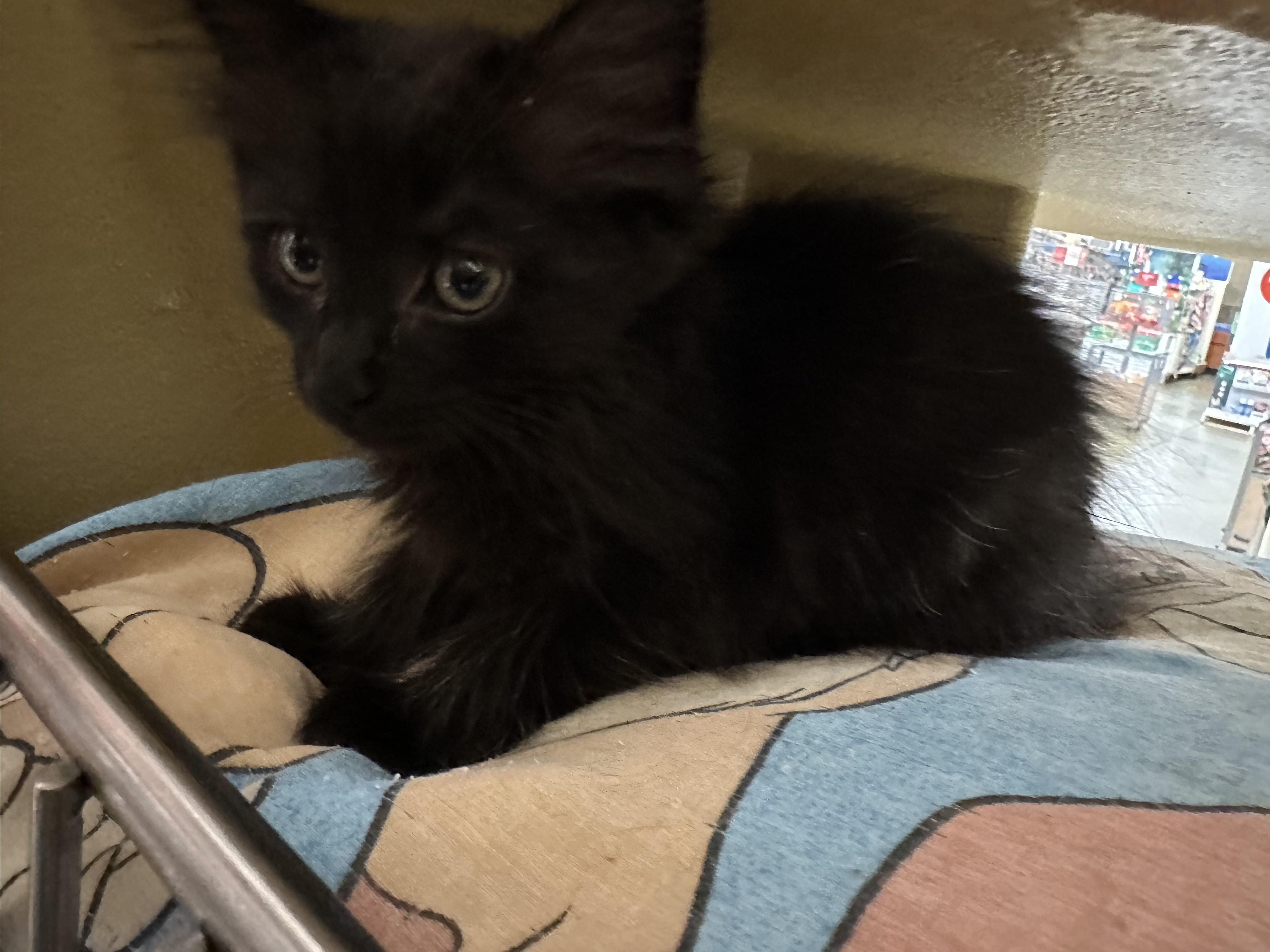 Laurie, Young Female Domestic Medium Hair