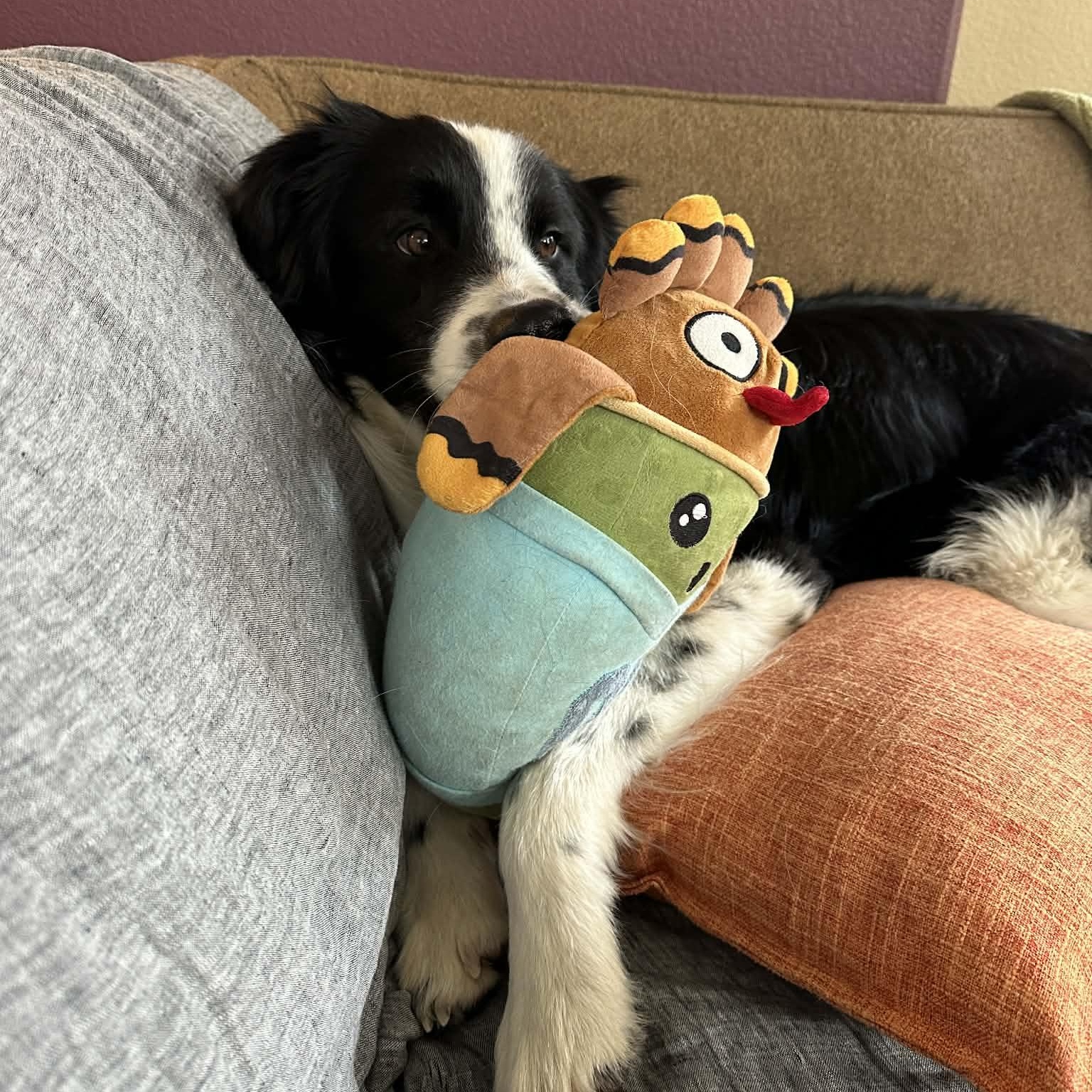 Kip, a ADOPTABLE Border Collie in boulder, CO image 5/6