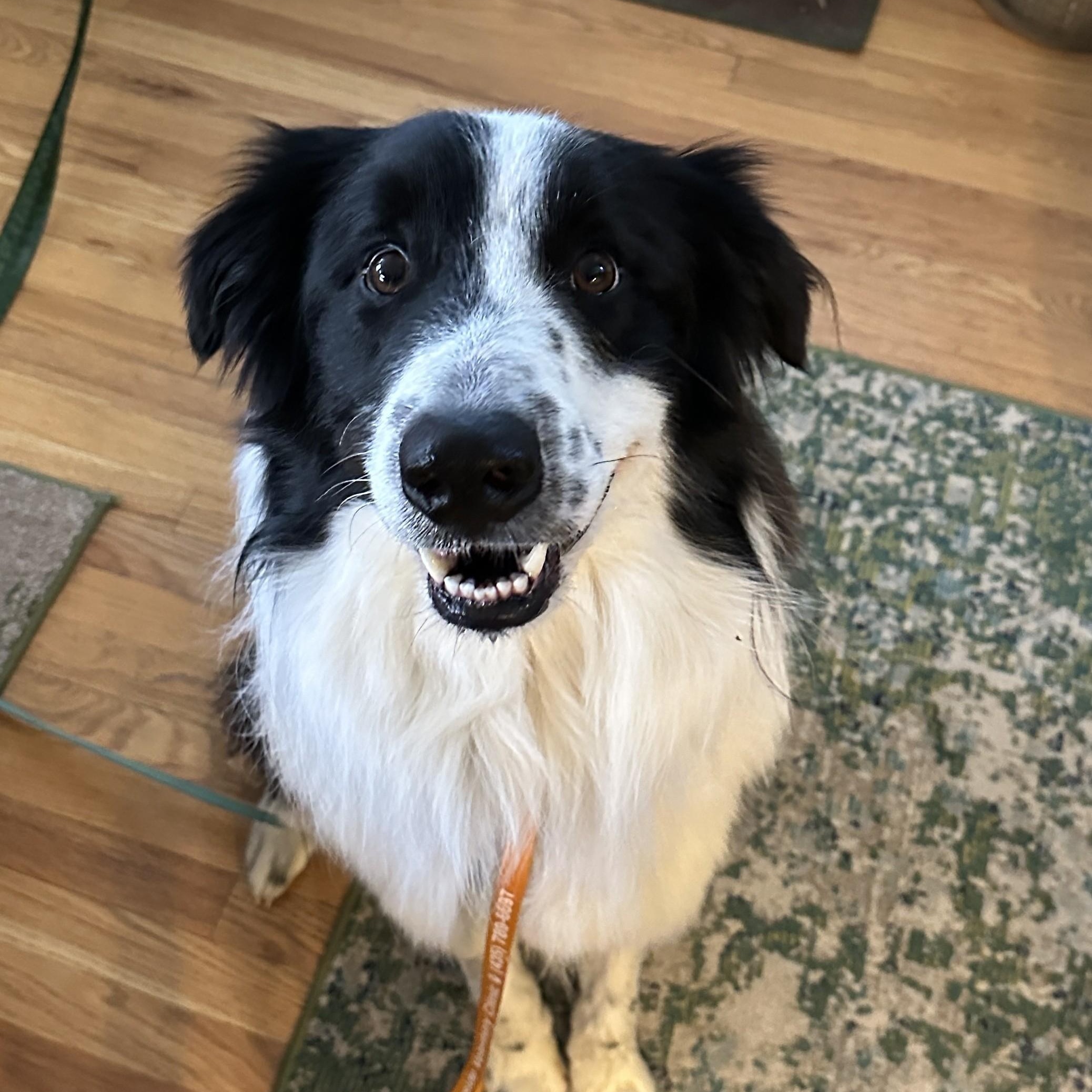 Kip, a ADOPTABLE Border Collie in boulder, CO image 4/6
