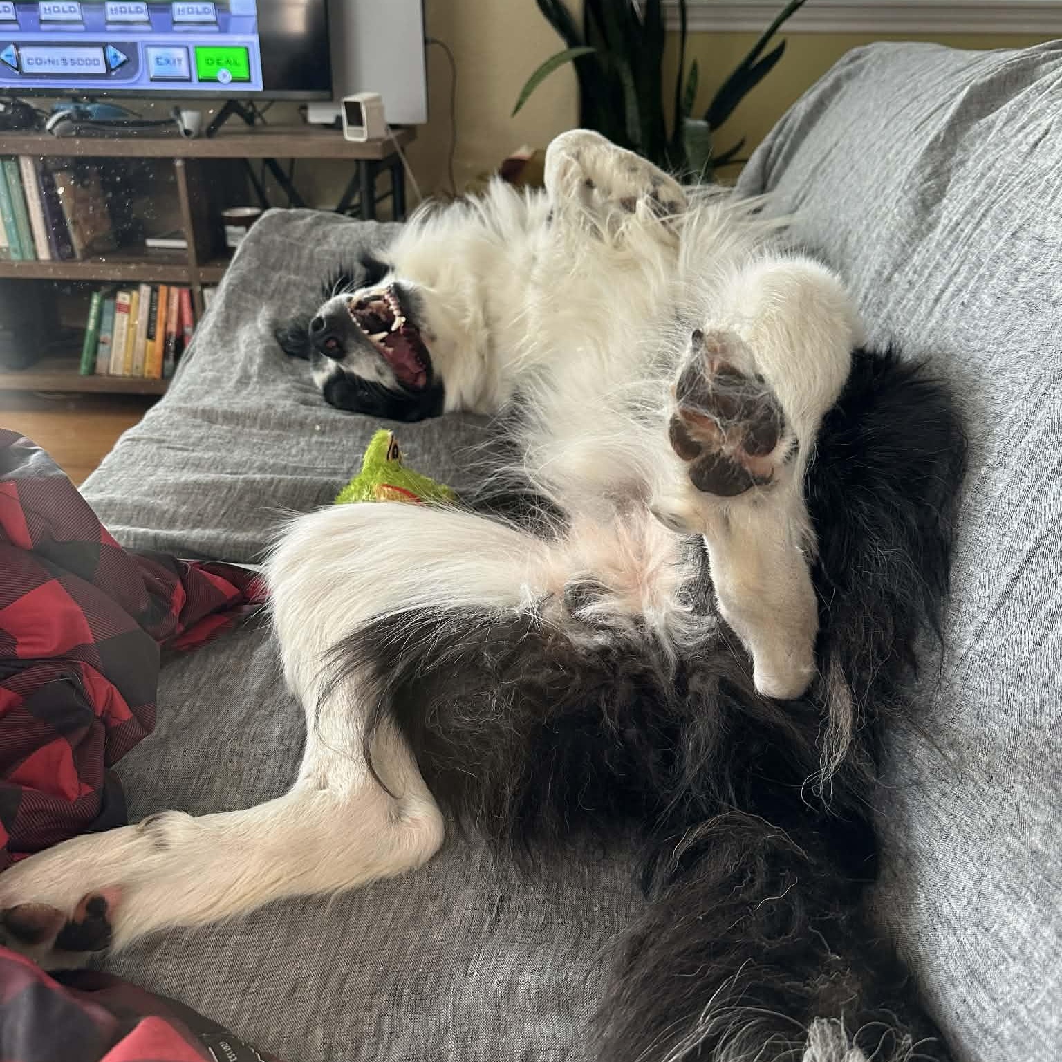 Kip, a ADOPTABLE Border Collie in boulder, CO image 6/6