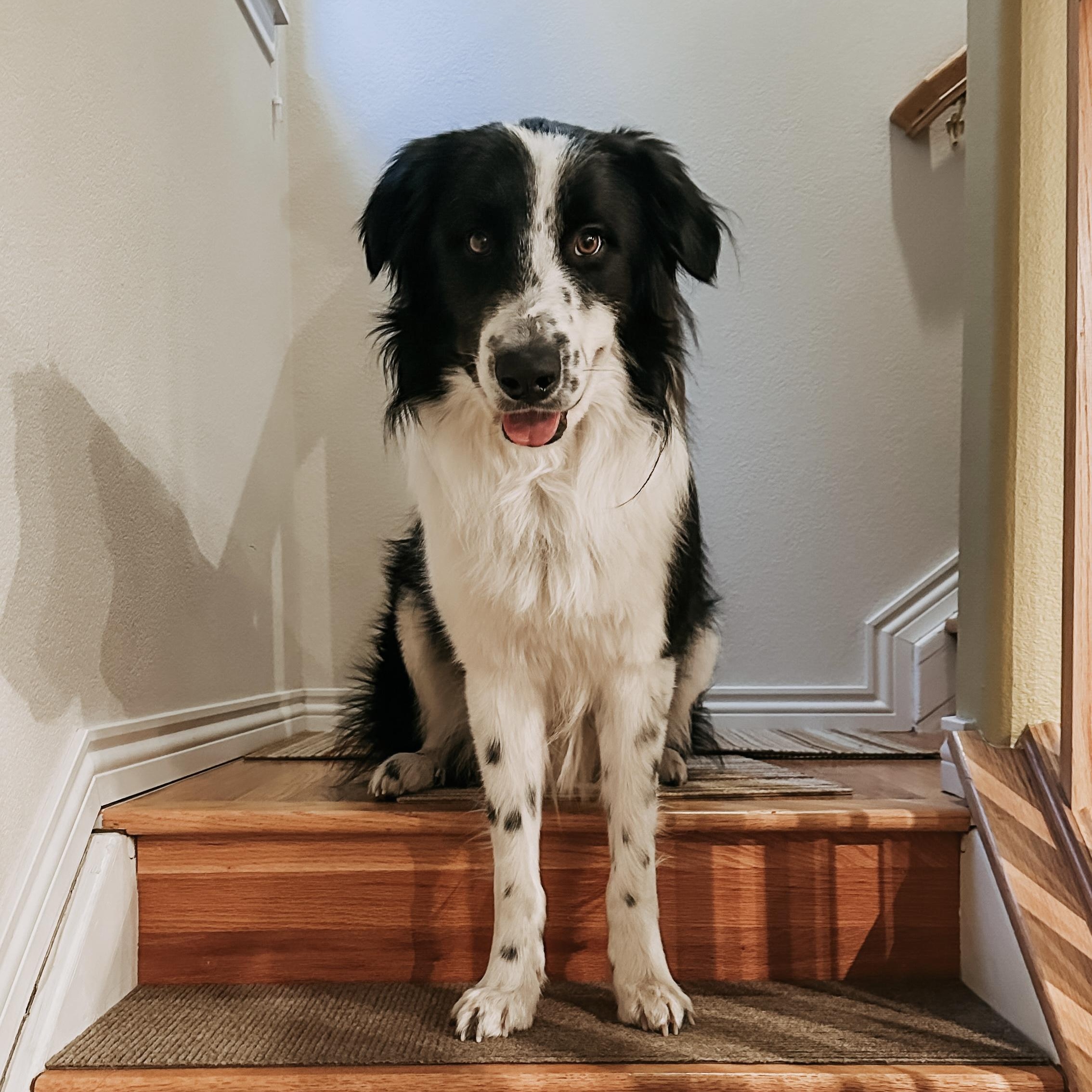 Kip, a ADOPTABLE Border Collie in boulder, CO image 2/6