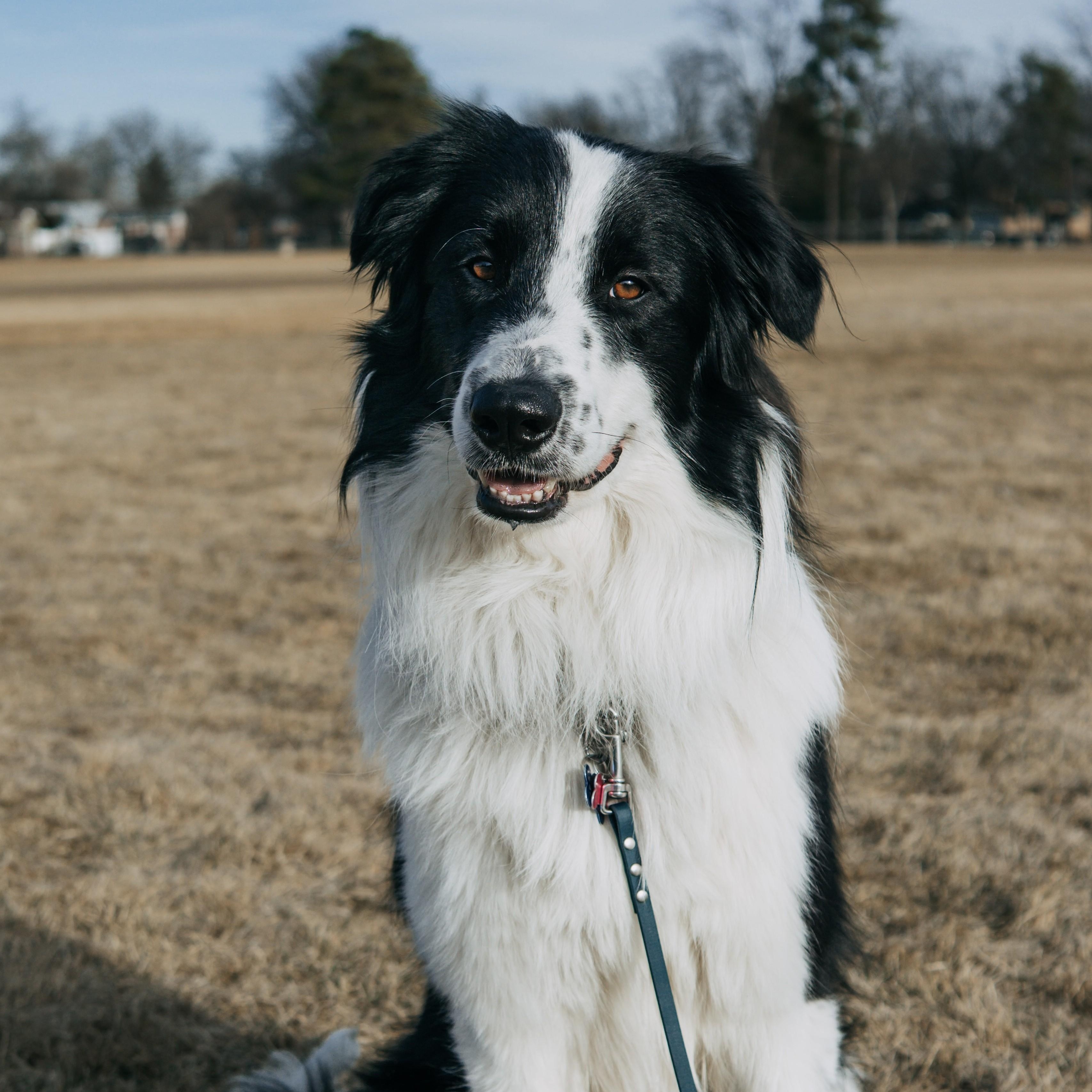 Kip, a ADOPTABLE Border Collie in boulder, CO image 1/6