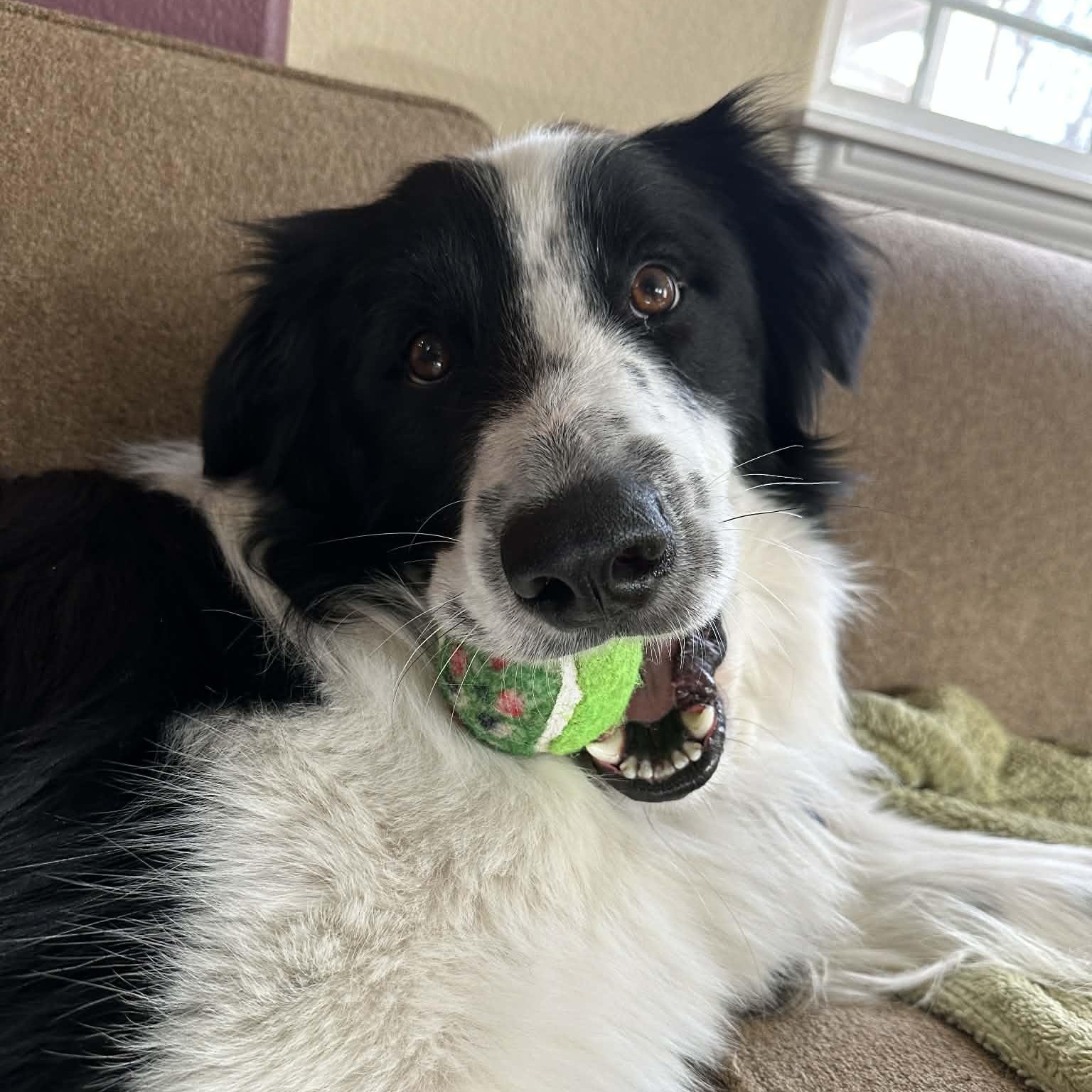 Kip, a ADOPTABLE Border Collie in boulder, CO image 3/6