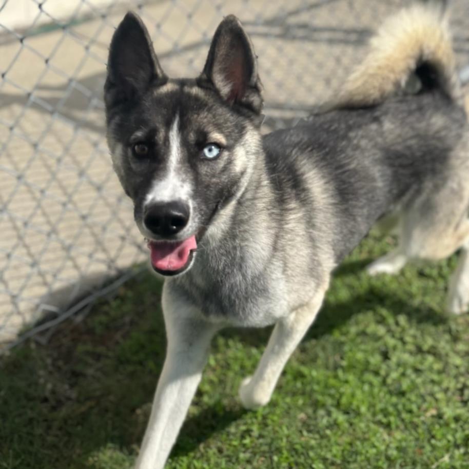 LIBERTY, Adoptable, Young Female Husky.