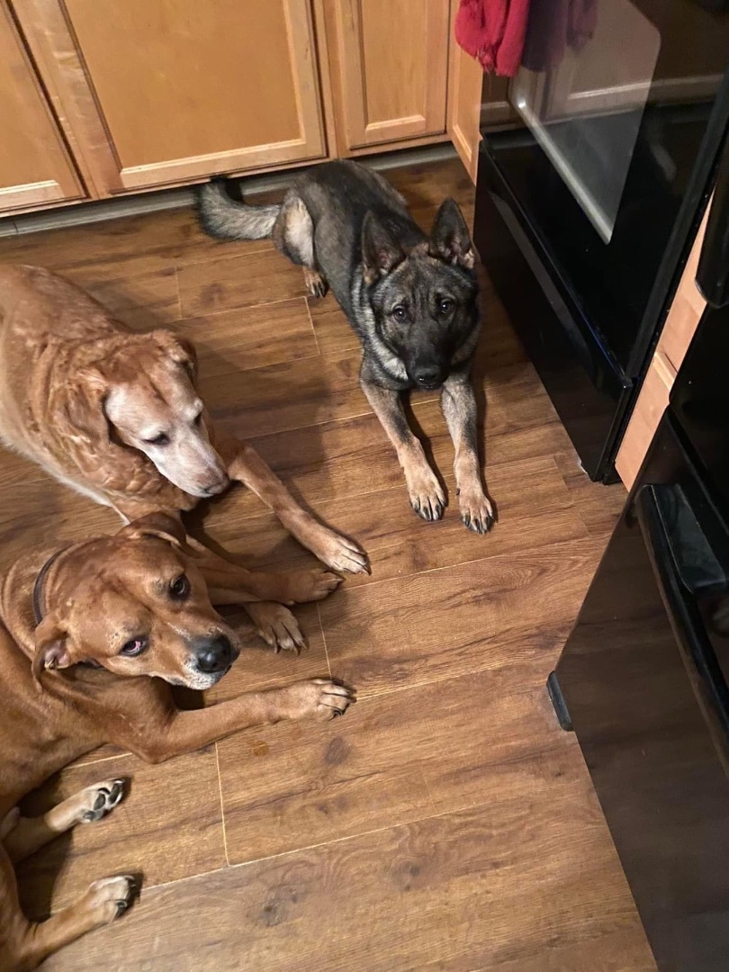 Luke, Adopted, Young Male German Shepherd Dog.