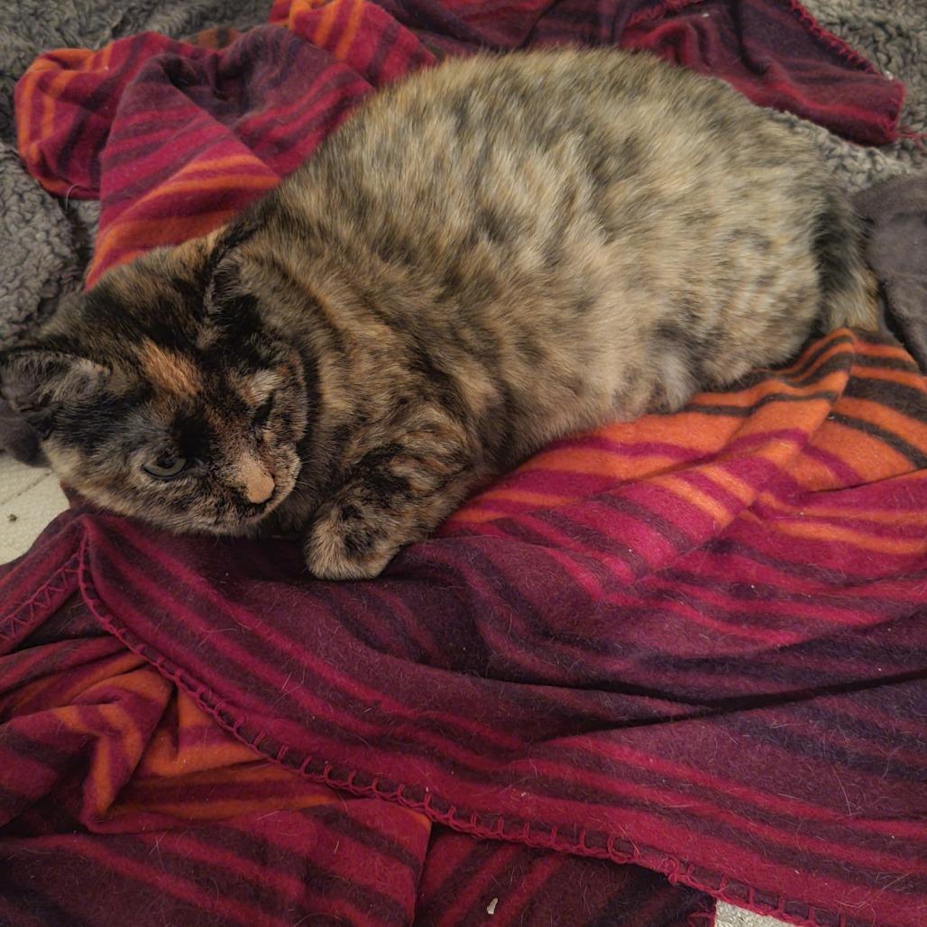 Enlarge Chance, a Adoptable Domestic Short Hair in Sioux Falls, SD image 1/1
