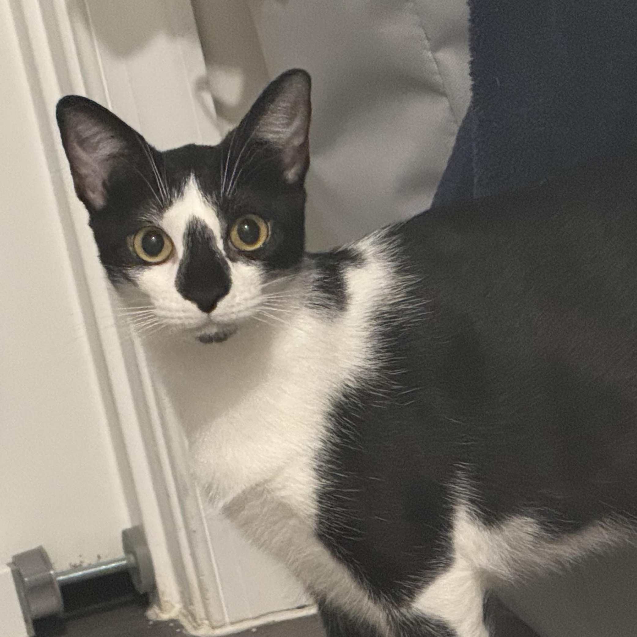 Bonnie, Adoptable, Young Female Domestic Short Hair.