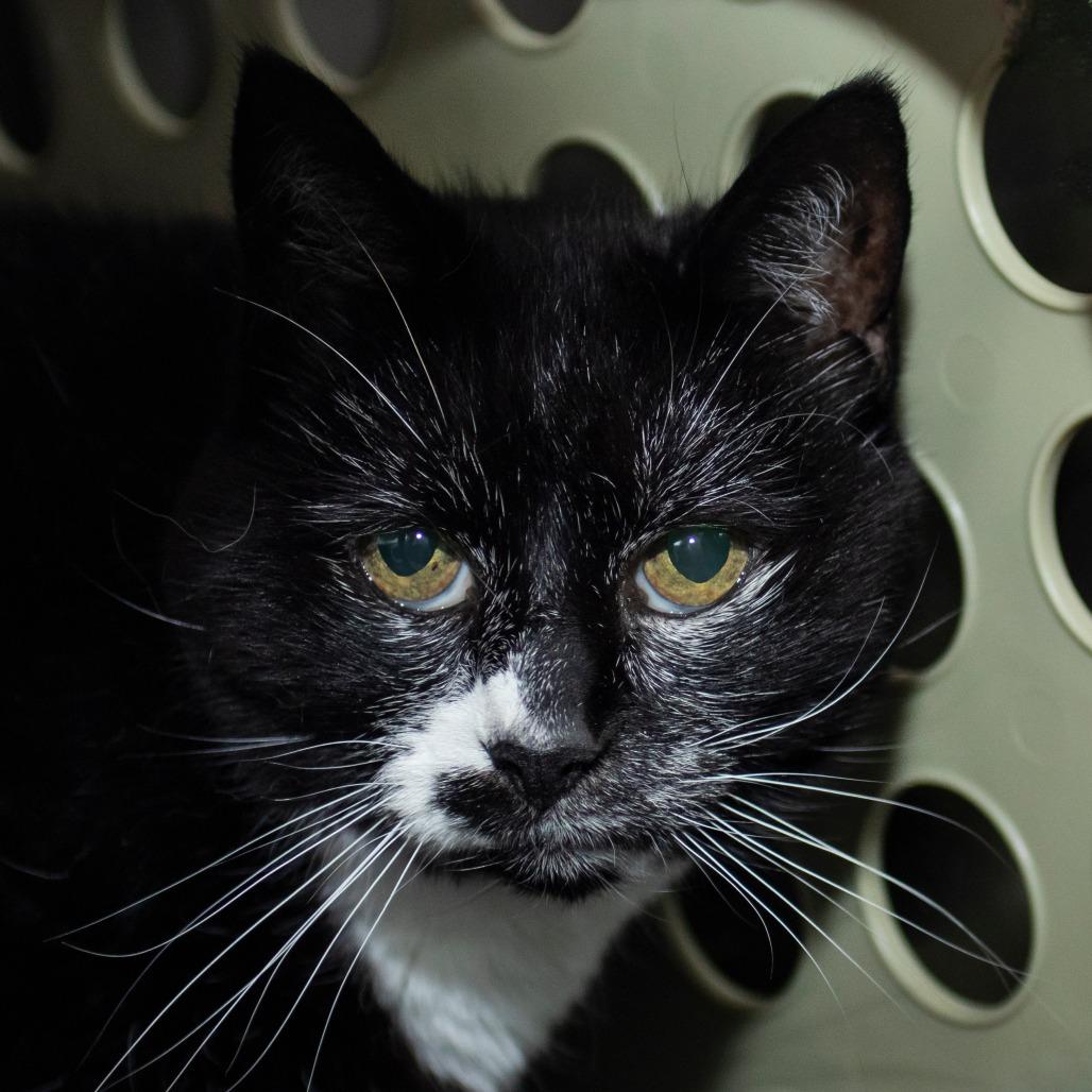 Sophie, Adoptable, Senior Female Domestic Short Hair.