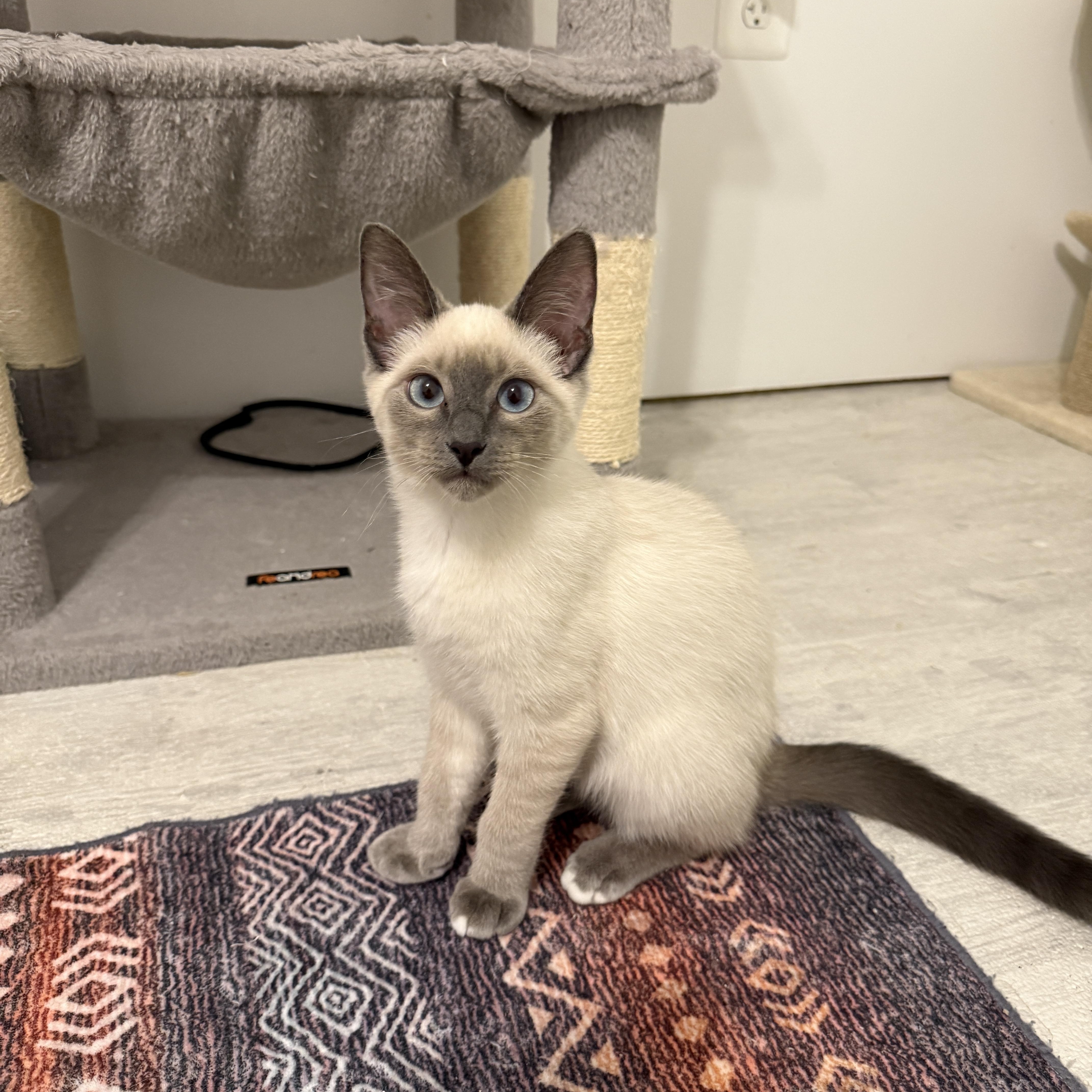 Indigo & Sky, adopted, Kitten Male Siamese.