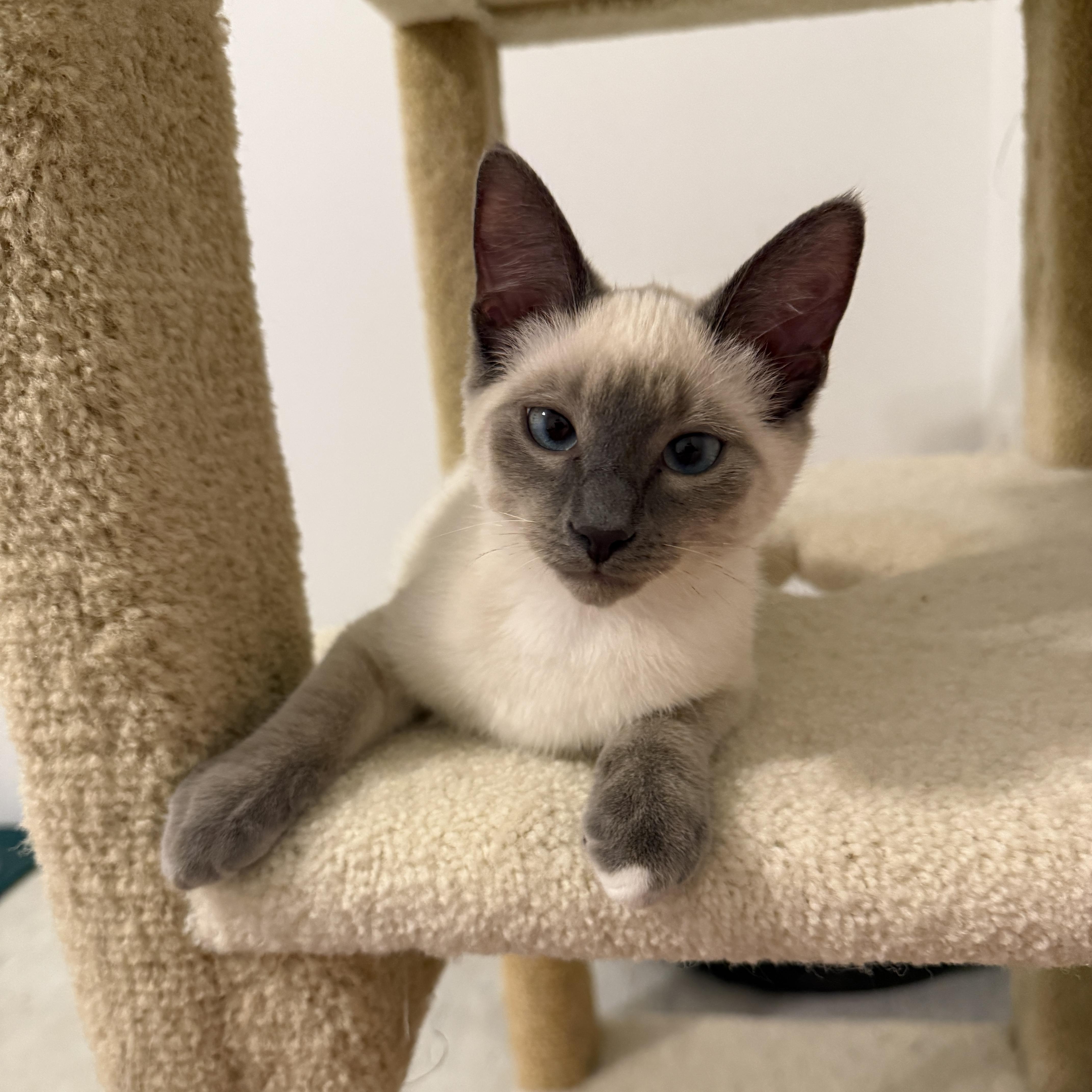 Indigo & Sky, an adopted Siamese in Leesburg, VA image 5/5
