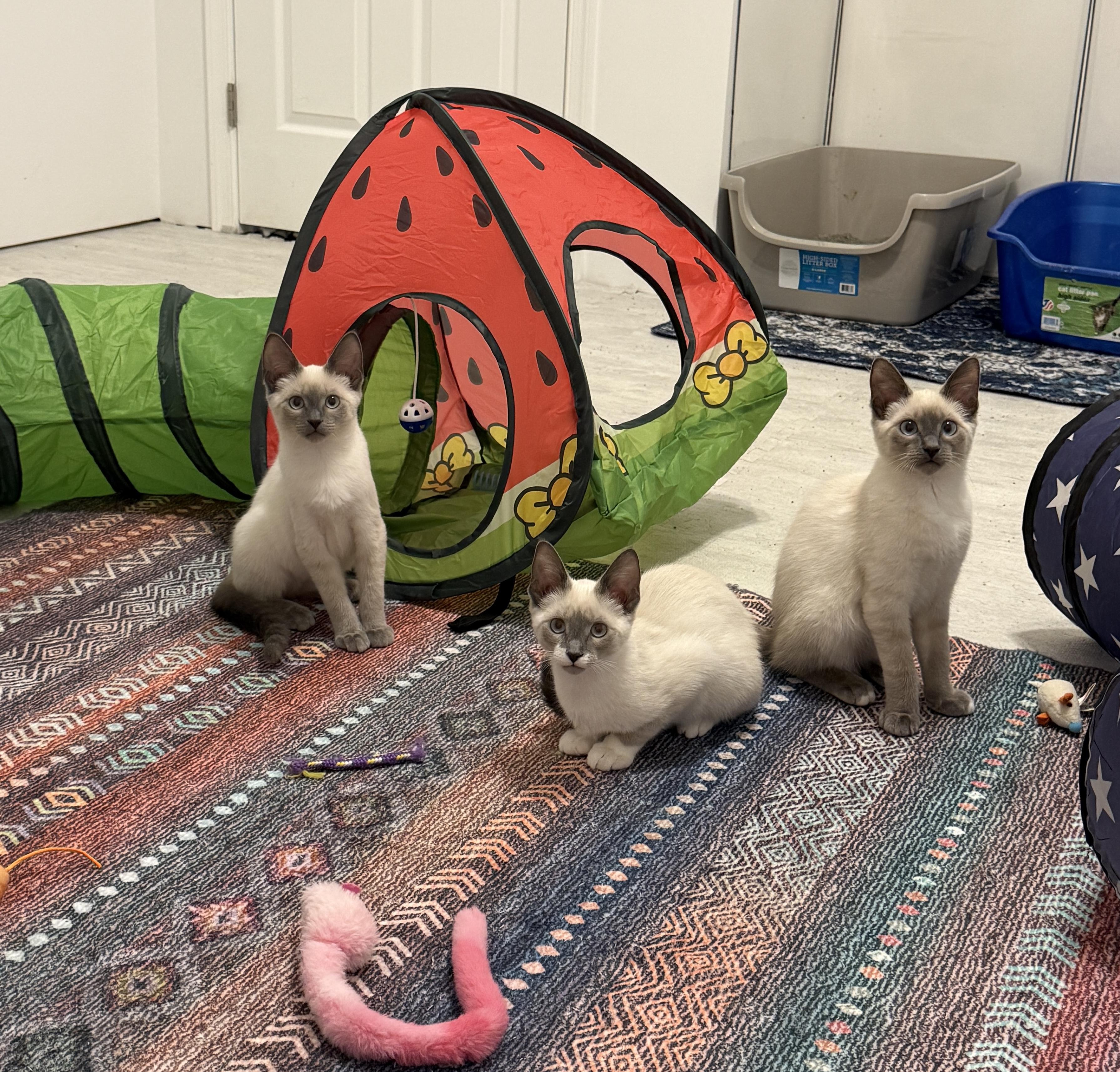 Indigo & Sky, an adopted Siamese in Leesburg, VA image 4/5