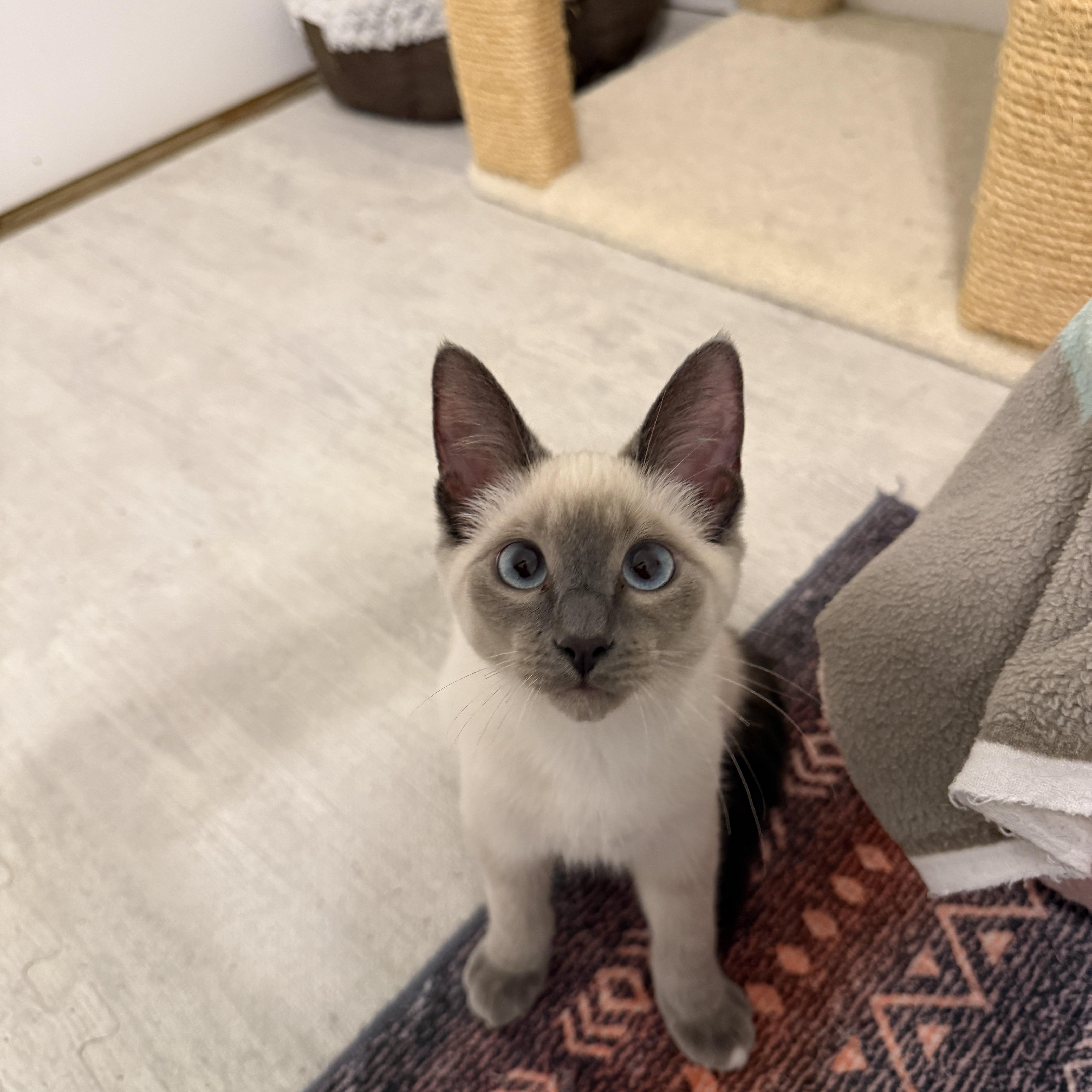 Indigo & Sky, an adopted Siamese in Leesburg, VA image 2/5