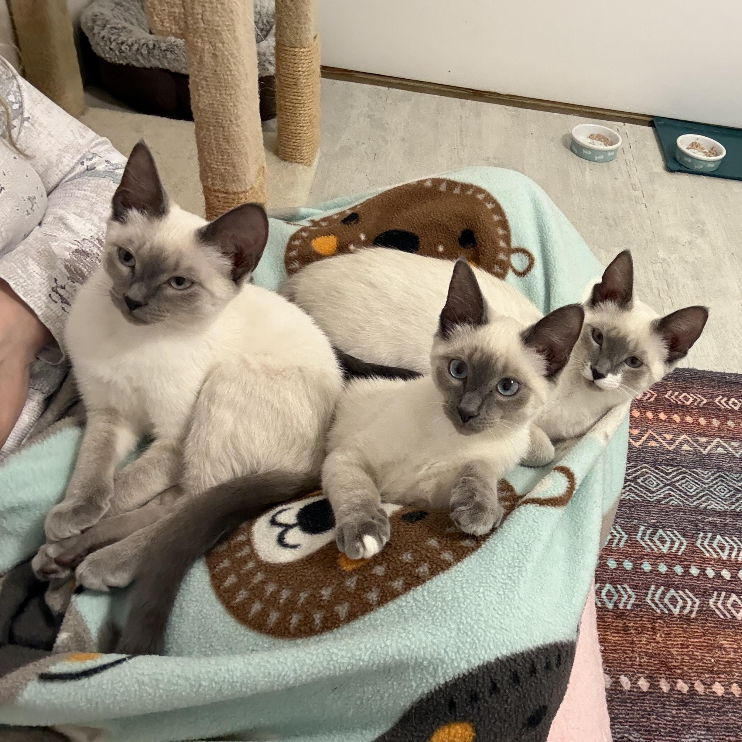 Indigo & Sky, an adopted Siamese in Leesburg, VA image 3/5