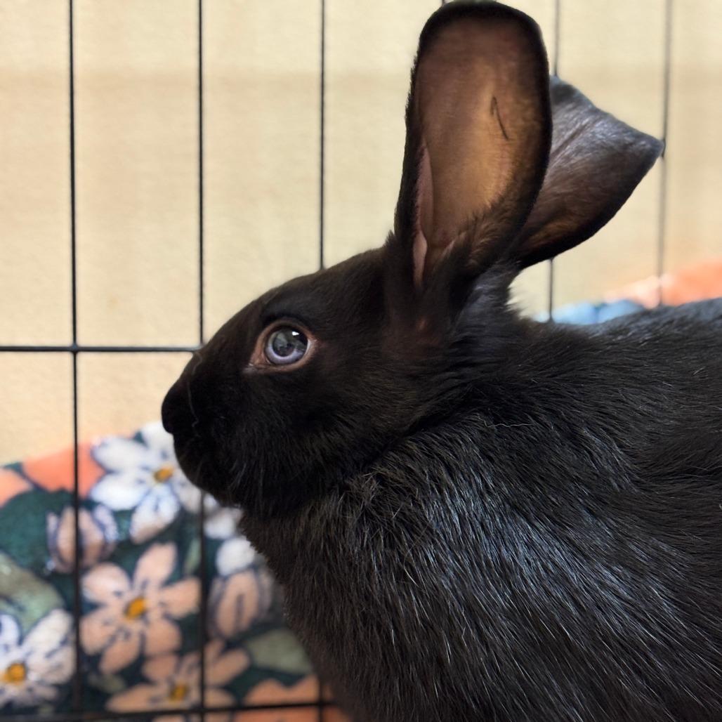 Motzi, Adoptable, Baby Male Bunny Rabbit.