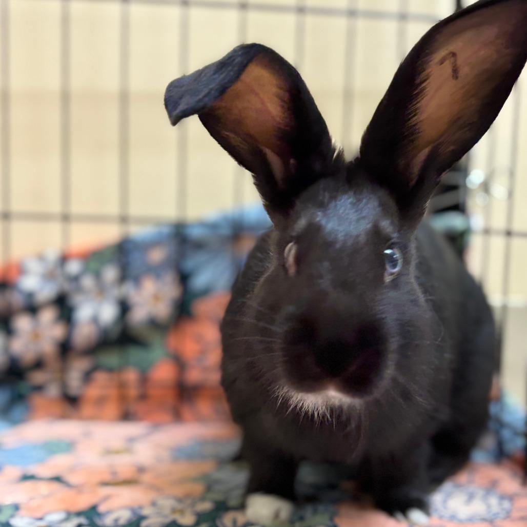 Enlarge Motzi, a Adoptable Bunny Rabbit in Richmond, CA image 2/6
