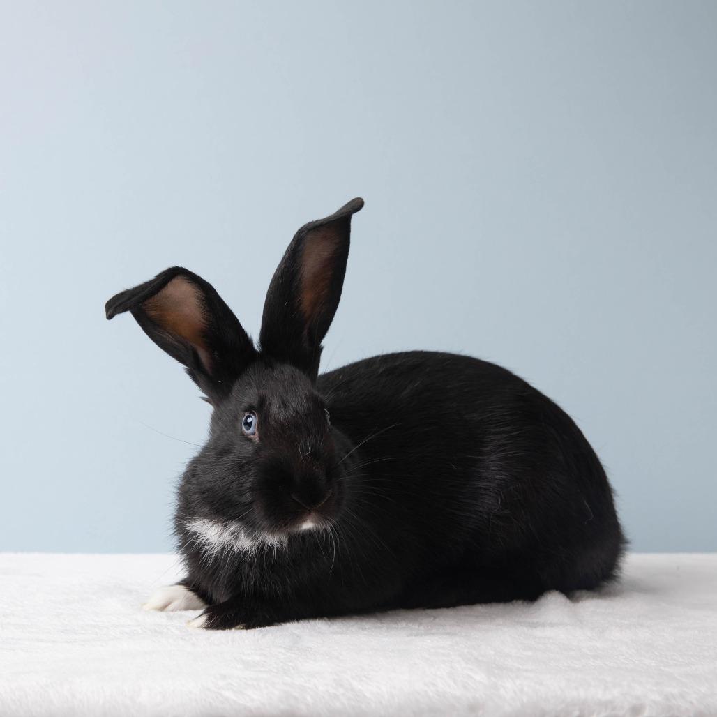 Enlarge Motzi, a Adoptable Bunny Rabbit in Richmond, CA image 3/6