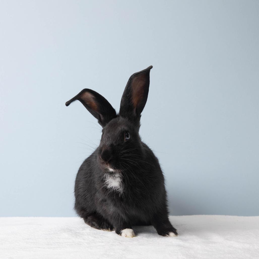 Enlarge Motzi, a Adoptable Bunny Rabbit in Richmond, CA image 4/6