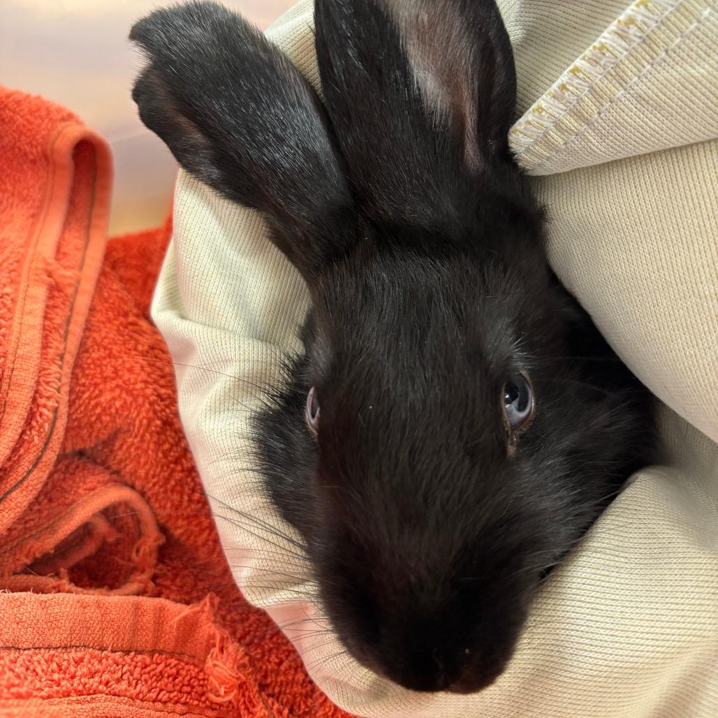 Enlarge Motzi, a Adoptable Bunny Rabbit in Richmond, CA image 5/6