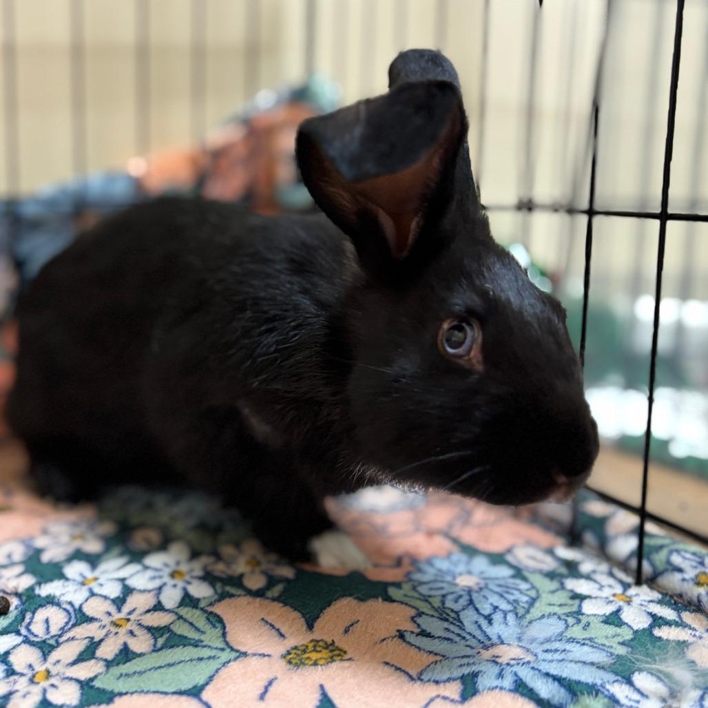Enlarge Motzi, a Adoptable Bunny Rabbit in Richmond, CA image 6/6