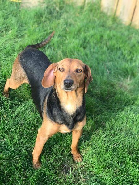 Enlarge Captain Marvel (Momma) (Marvel), a Adopted Beagle in Grove City, OH image 1/3