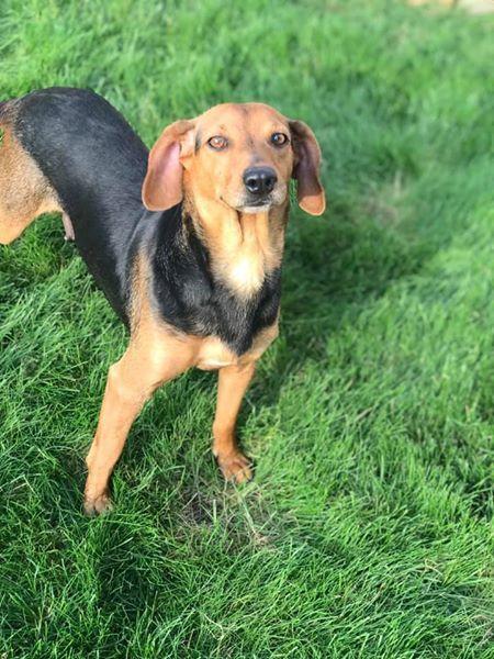 Enlarge Captain Marvel (Momma) (Marvel), a Adopted Beagle in Grove City, OH image 2/3