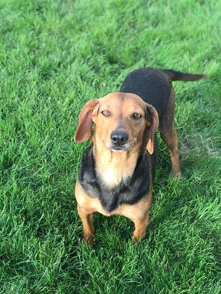 Enlarge Captain Marvel (Momma) (Marvel), a Adopted Beagle in Grove City, OH image 3/3