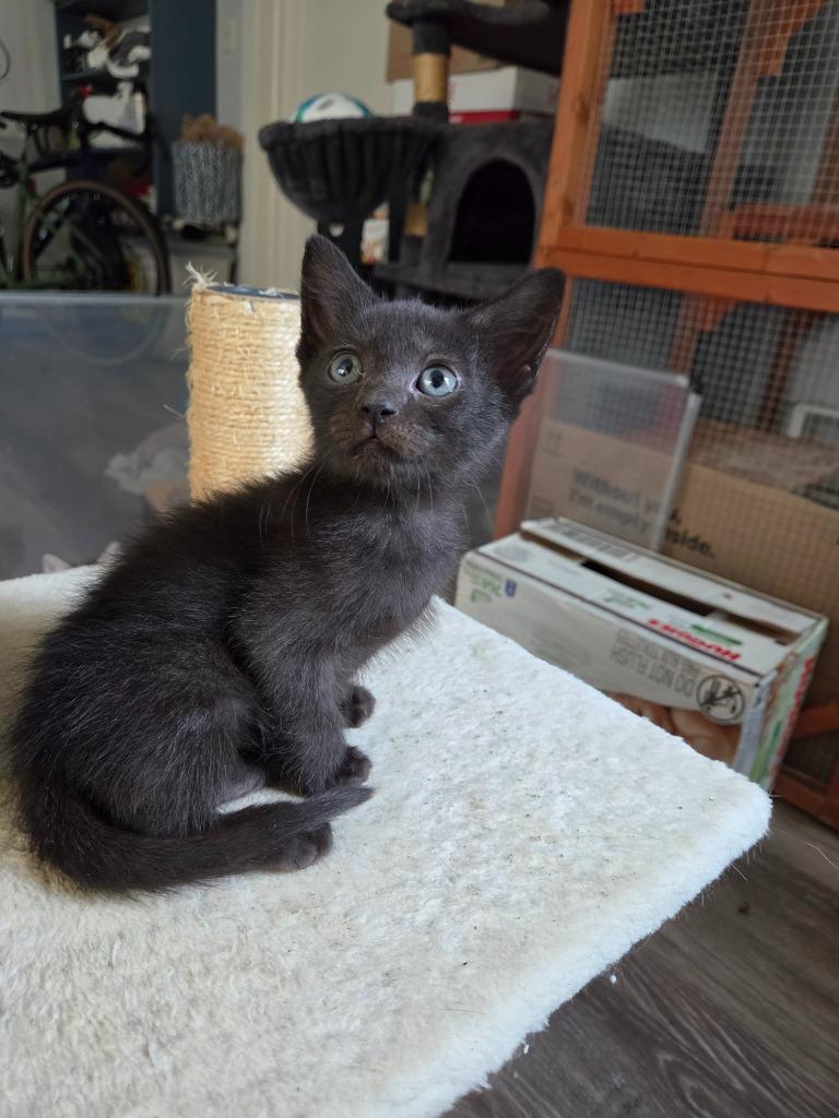 Ragnar, Adoptable, Kitten Male Domestic Short Hair.