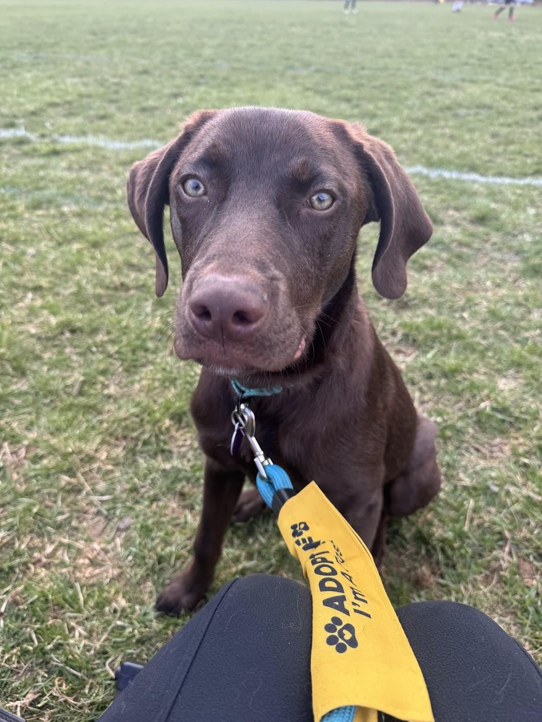 Frito Burrito , ADOPTABLE, Puppy Male Chocolate Labrador Retriever.