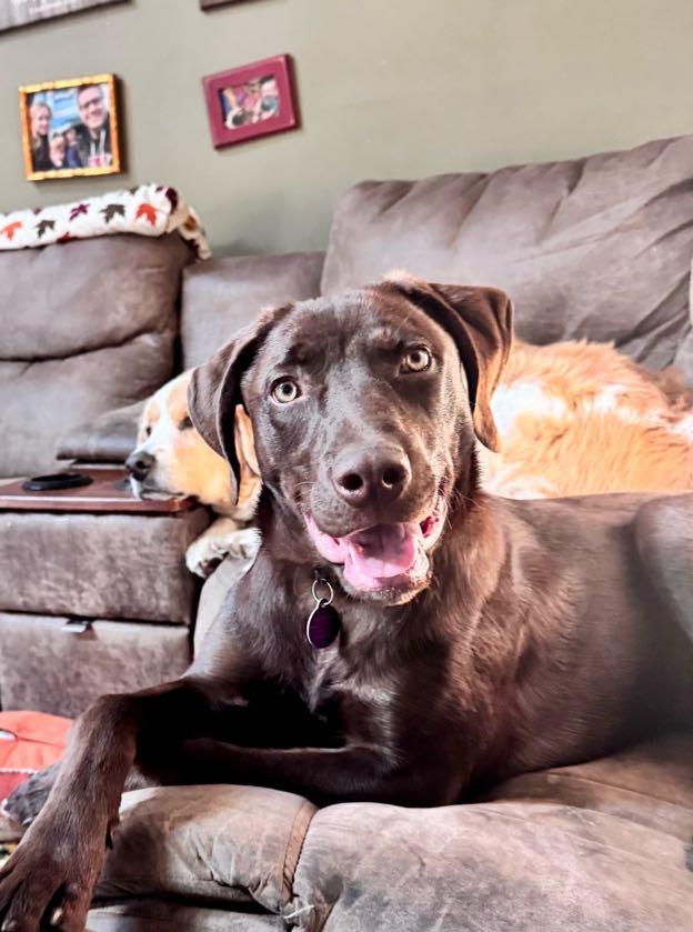 Frito Burrito , a ADOPTABLE mixed breed in Medford, NJ image 5/5