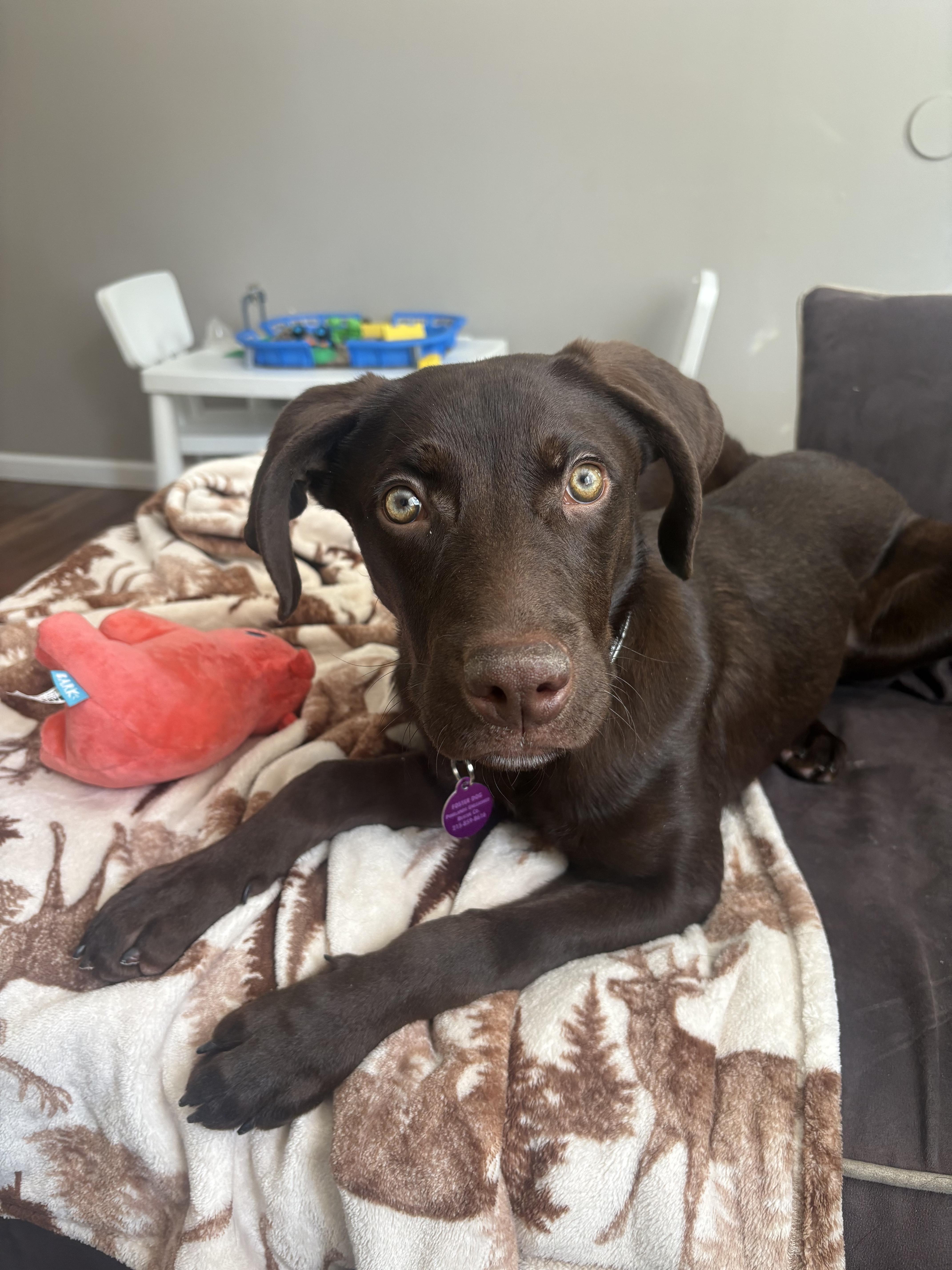 Frito Burrito , ADOPTABLE, Puppy Male Mixed Breed.