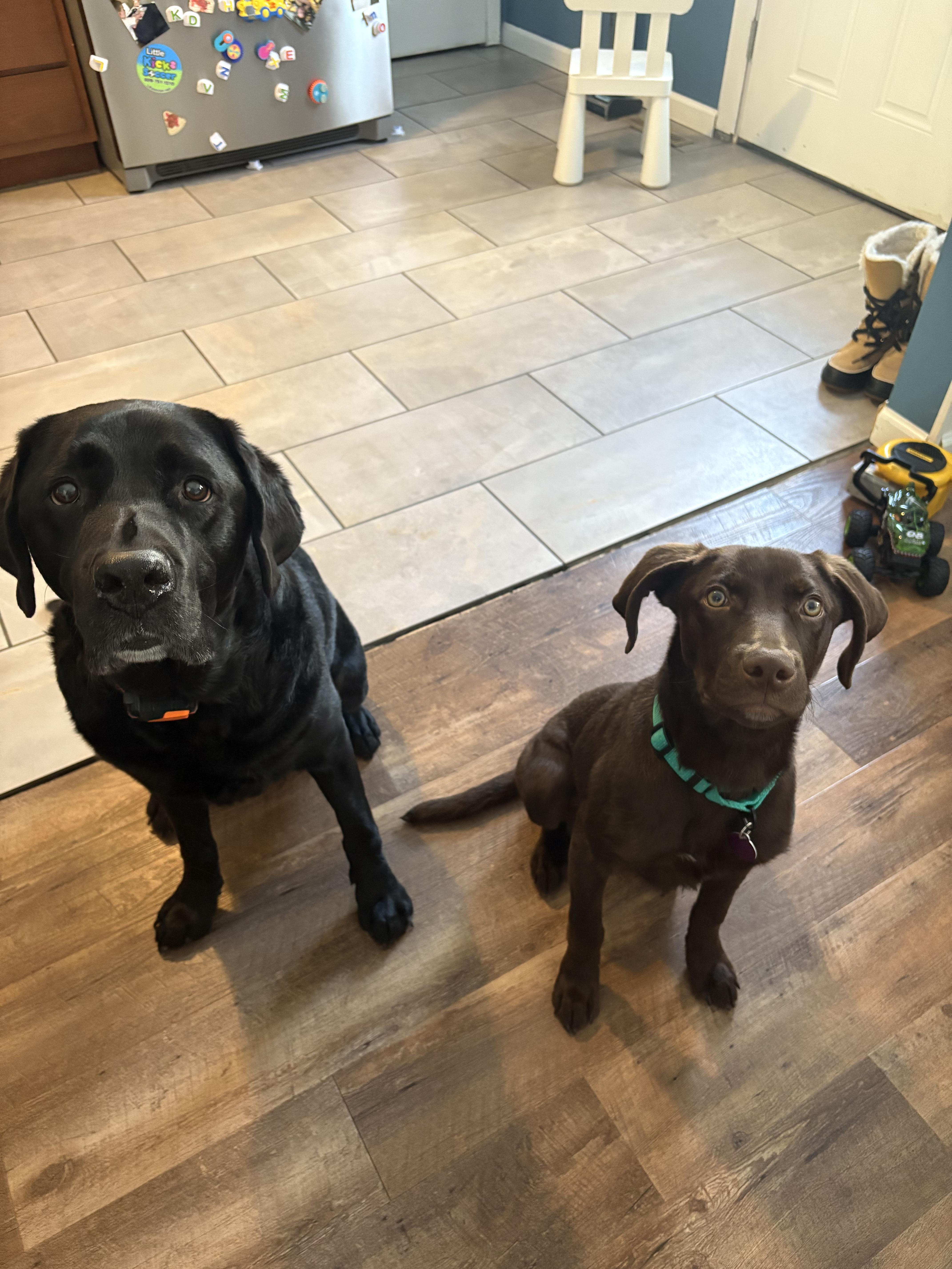 Enlarge Frito Burrito , a ADOPTABLE Mixed Breed in Medford, NJ image 3/5