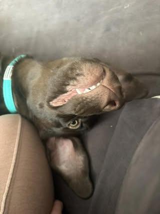 Enlarge Frito Burrito , a ADOPTABLE Mixed Breed in Medford, NJ image 5/5