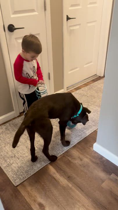 Enlarge Frito Burrito , a ADOPTABLE Mixed Breed in Medford, NJ video 2/5