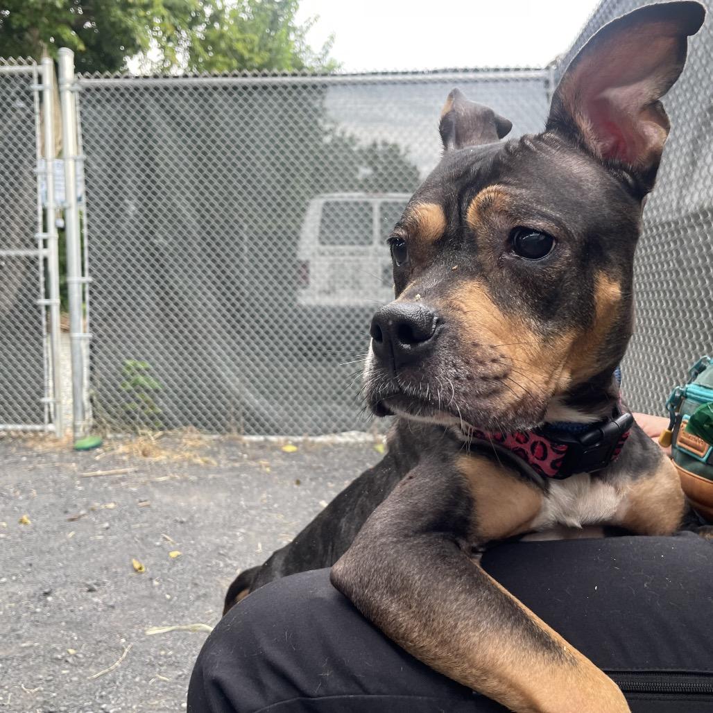 "Peep", Adoptable, Adult Female Pit Bull Terrier & Mixed Breed.