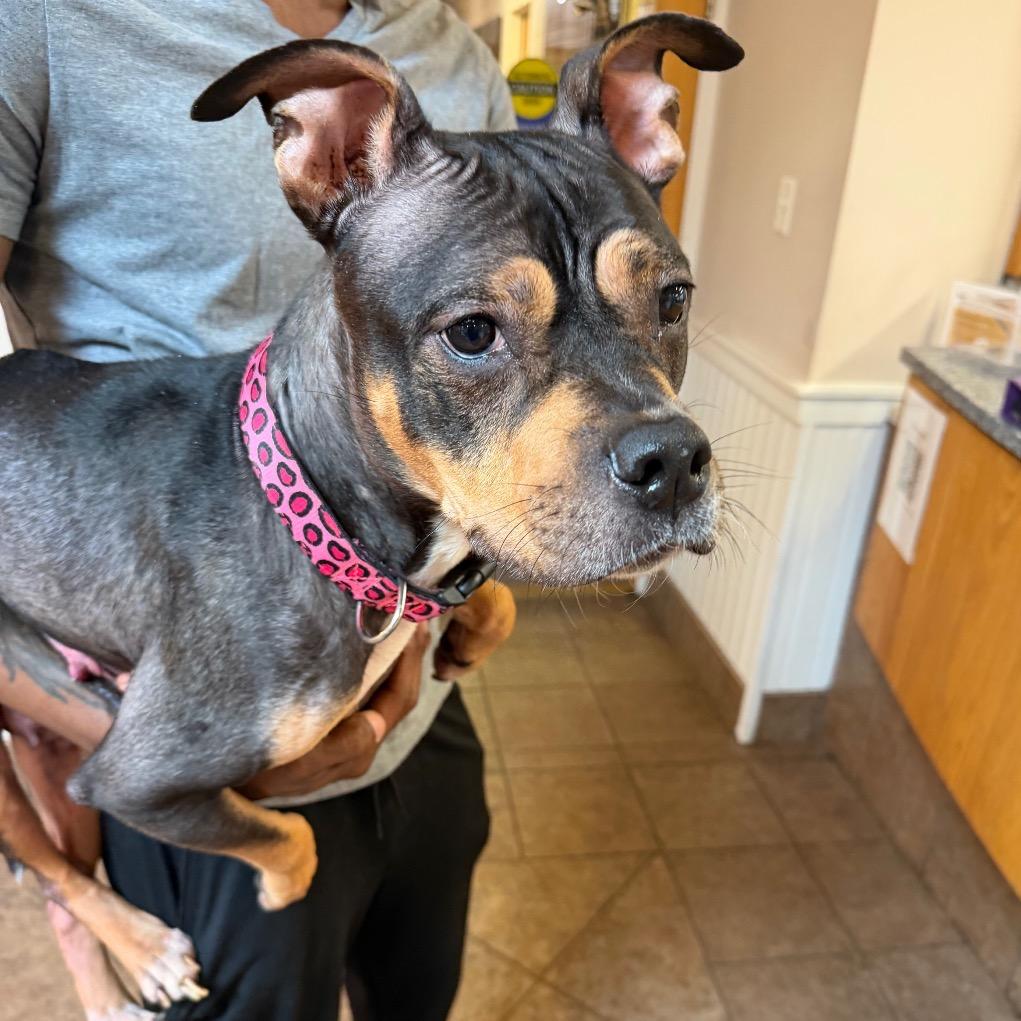 Enlarge "Peep", a Adoptable mixed breed in Conshohocken, PA image 3/6