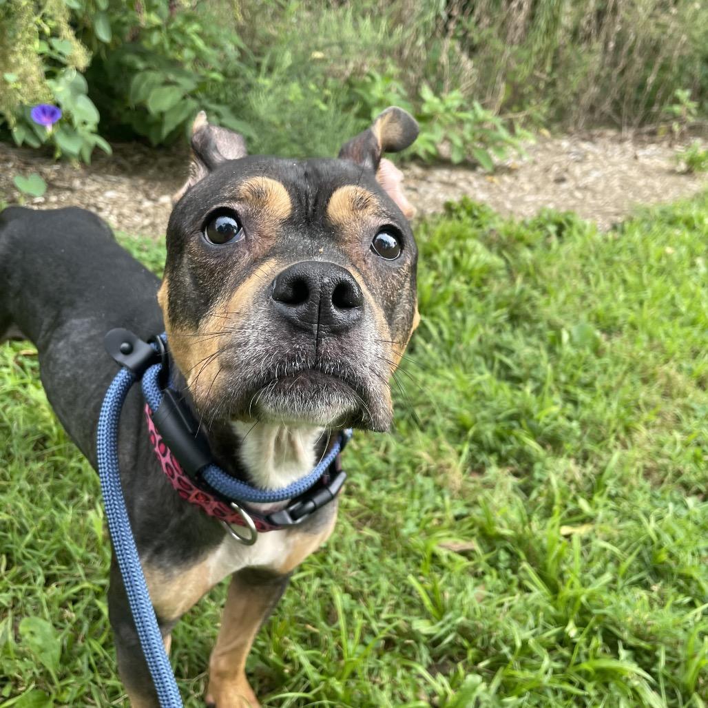 Enlarge "Peep", a Adoptable mixed breed in Conshohocken, PA image 4/6
