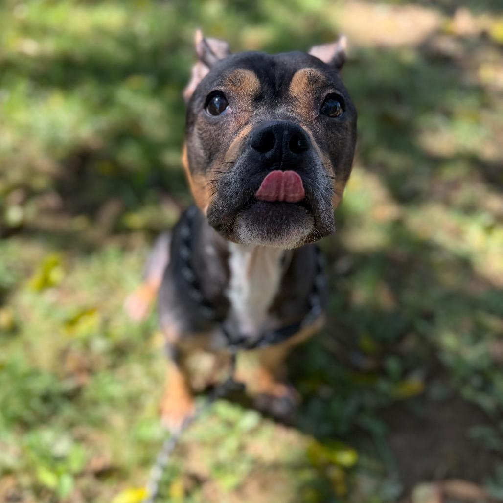 Enlarge "Peep", a Adoptable mixed breed in Conshohocken, PA image 5/6