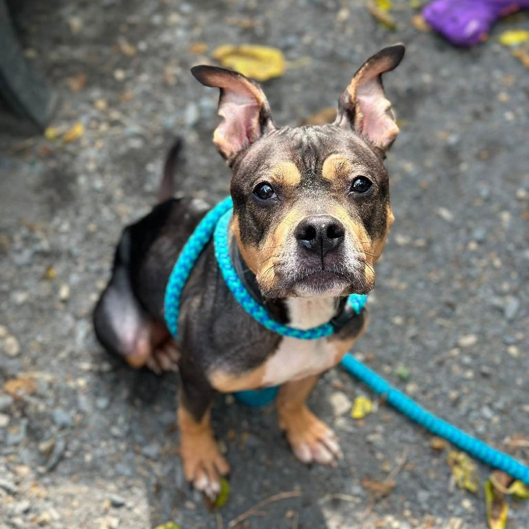 Enlarge "Peep", a Adoptable mixed breed in Conshohocken, PA image 1/6