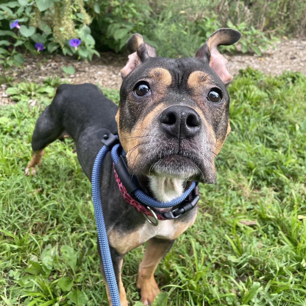 Enlarge "Peep", a Adoptable mixed breed in Conshohocken, PA image 6/6