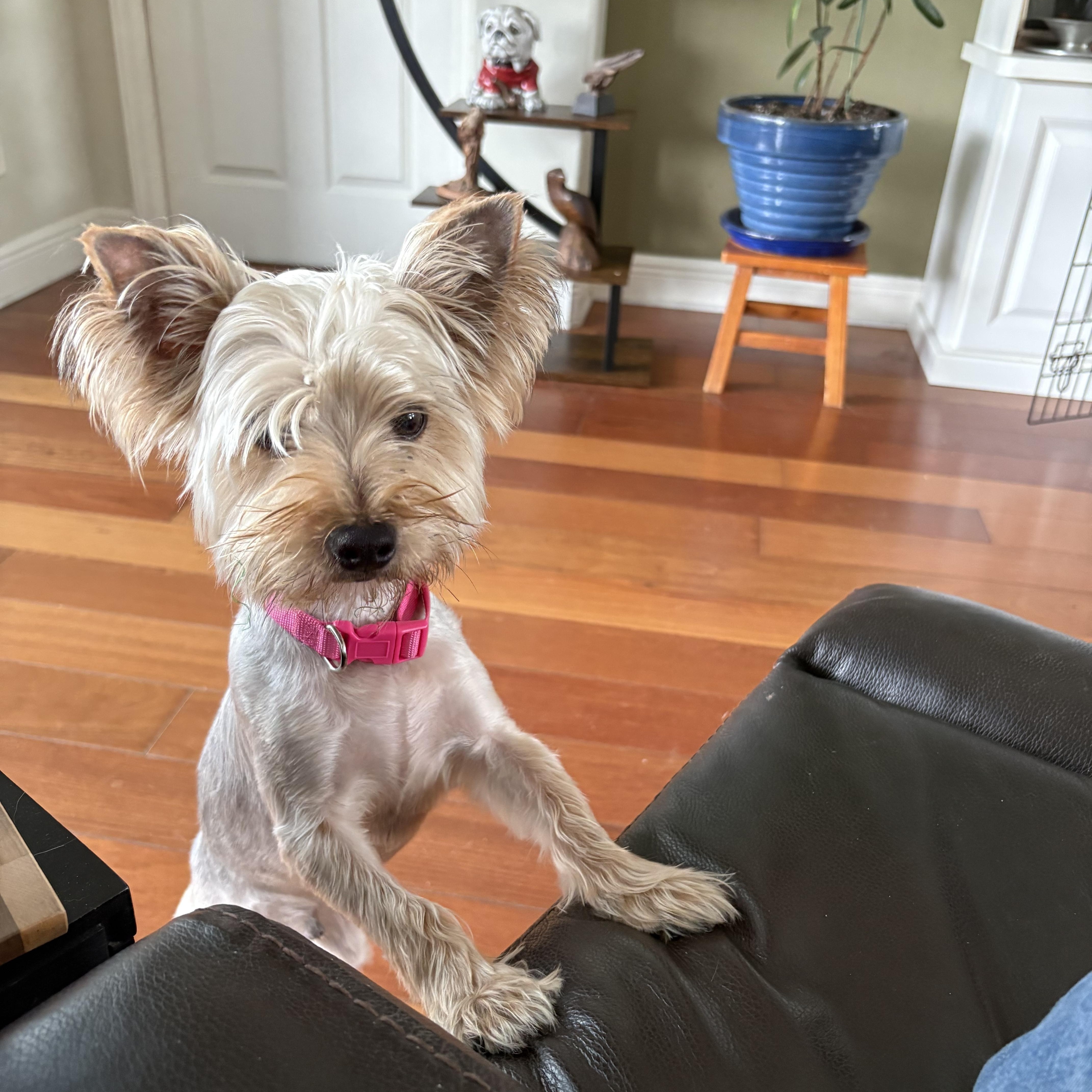 Chico, Adoptable, Puppy Male Yorkshire Terrier.