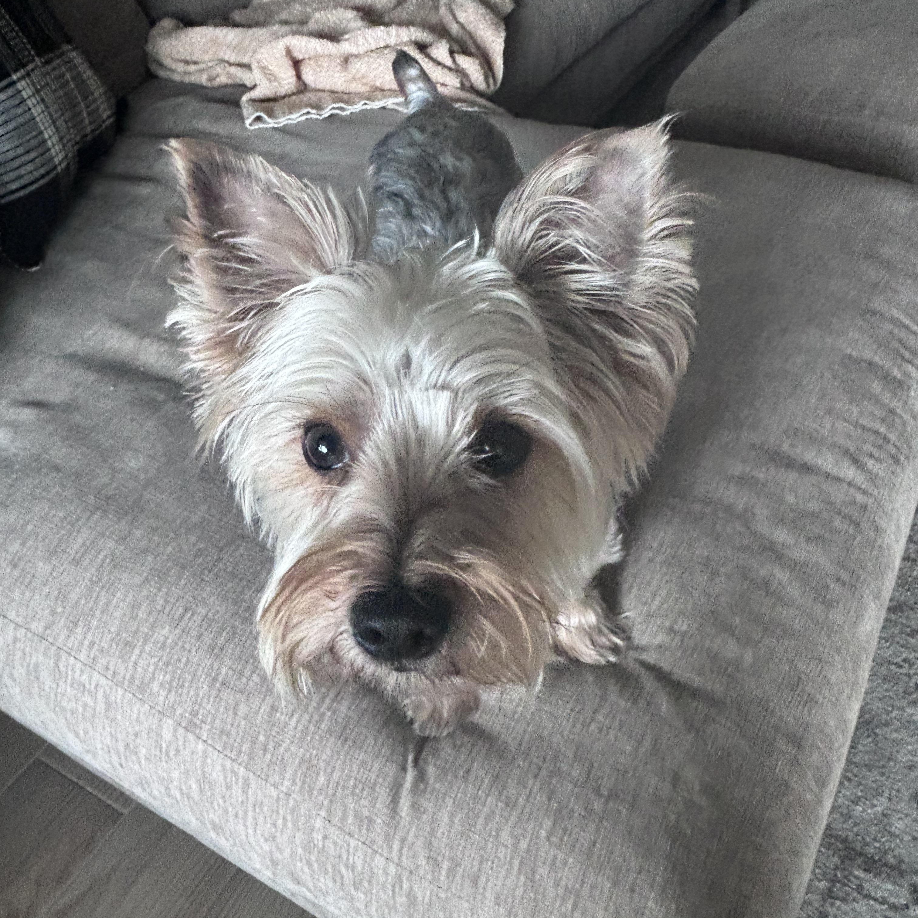 Enlarge Chico, a Adoptable Yorkshire Terrier in Bradenton, FL image 5/6