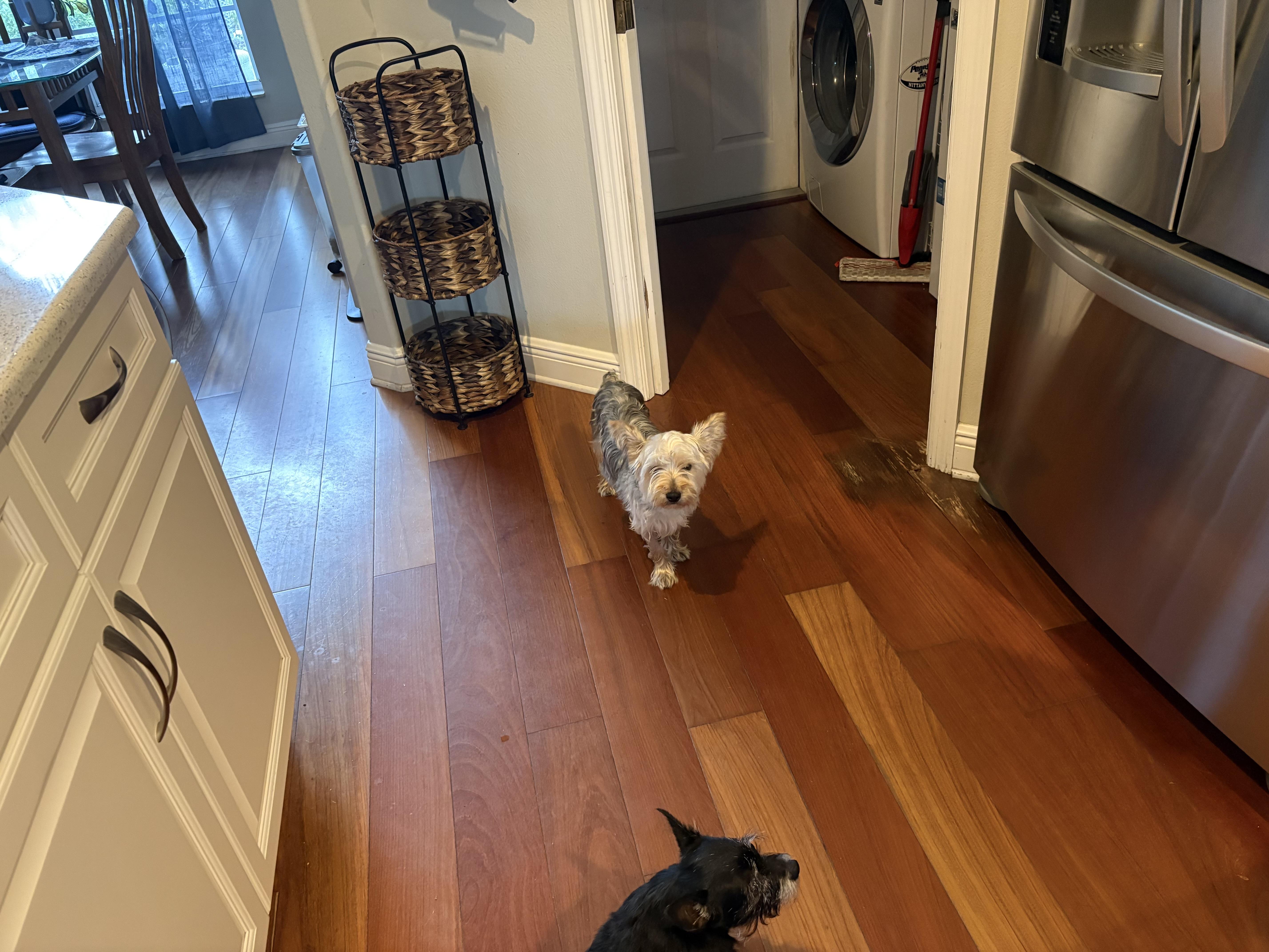 Enlarge Chico, a Adoptable Yorkshire Terrier in Bradenton, FL image 5/5