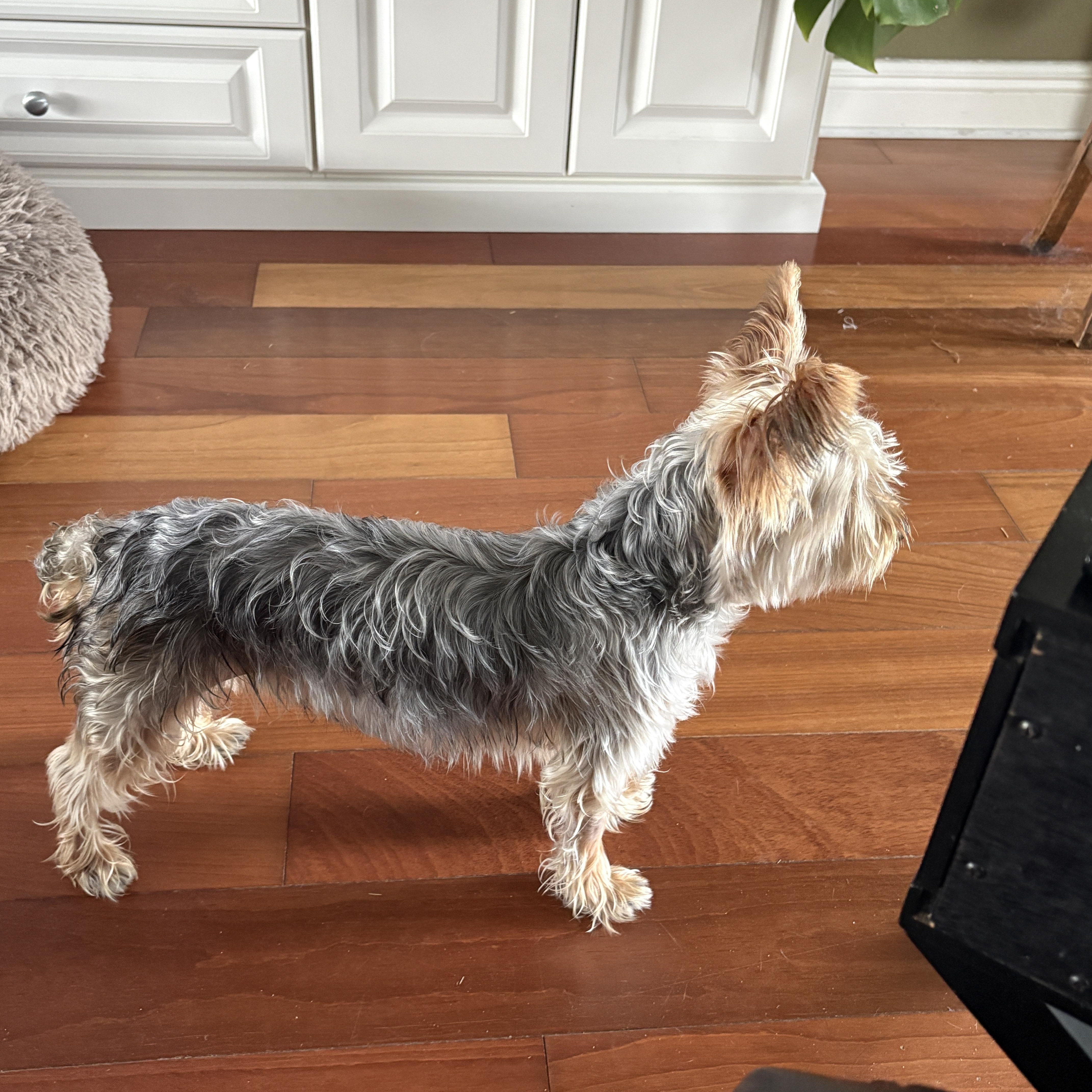 Enlarge Chico, a Adoptable Yorkshire Terrier in Bradenton, FL image 4/5