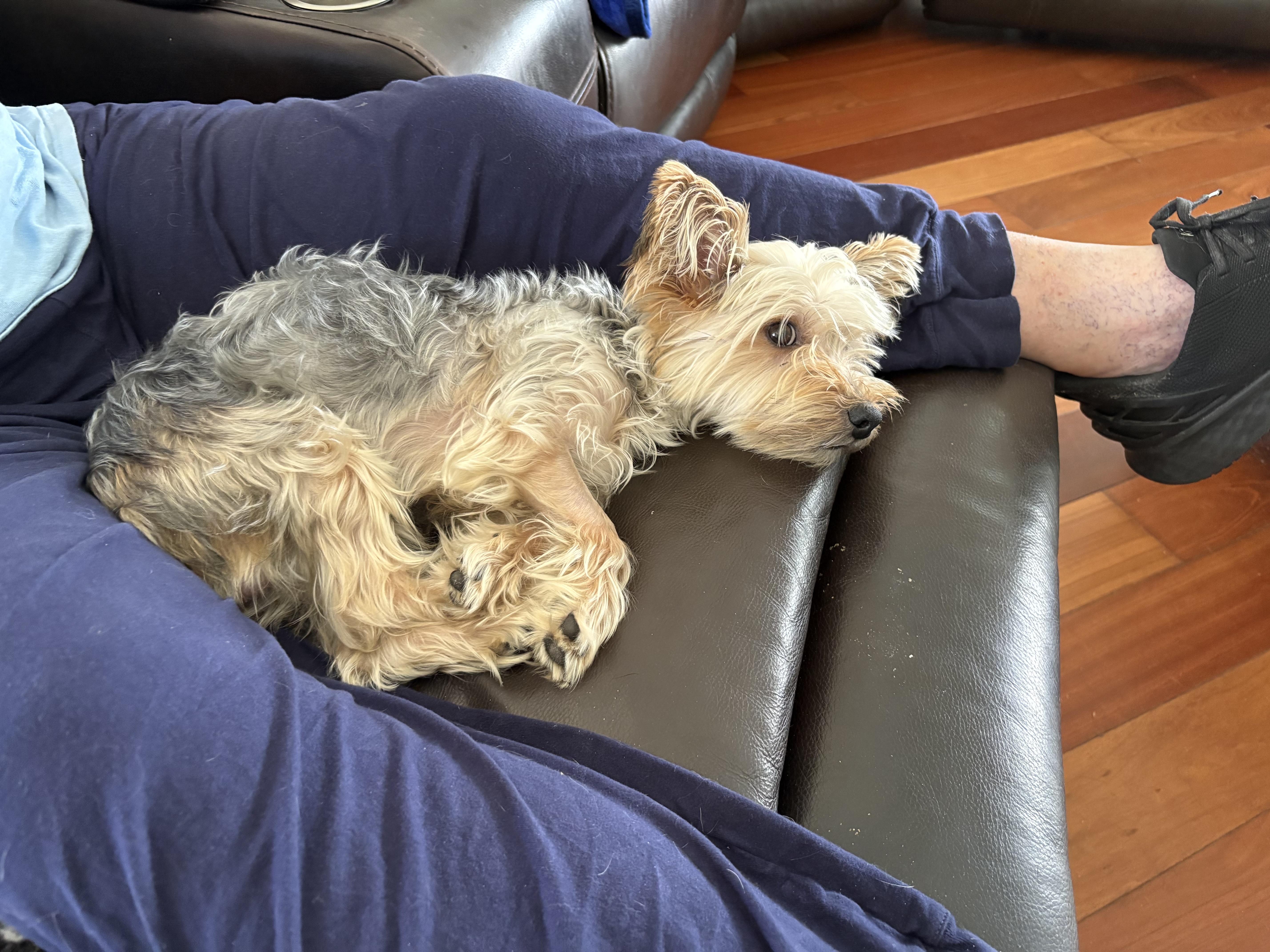 Enlarge Chico, a Adoptable Yorkshire Terrier in Bradenton, FL image 3/5