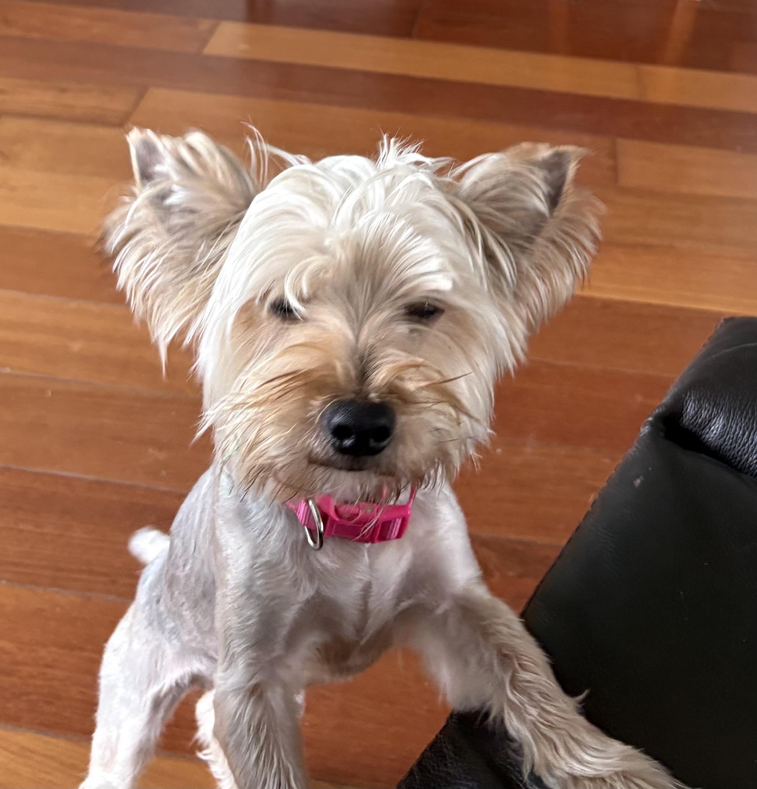 Enlarge Chico, a Adoptable Yorkshire Terrier in Bradenton, FL image 2/5