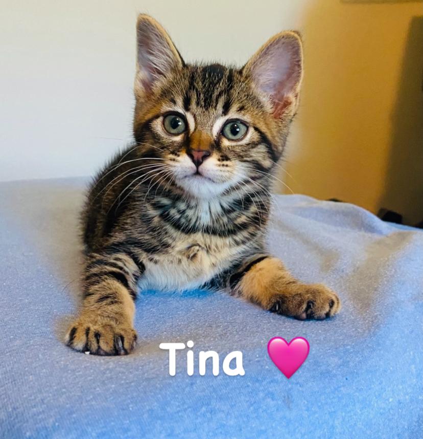 Tina, Baby Female unknown